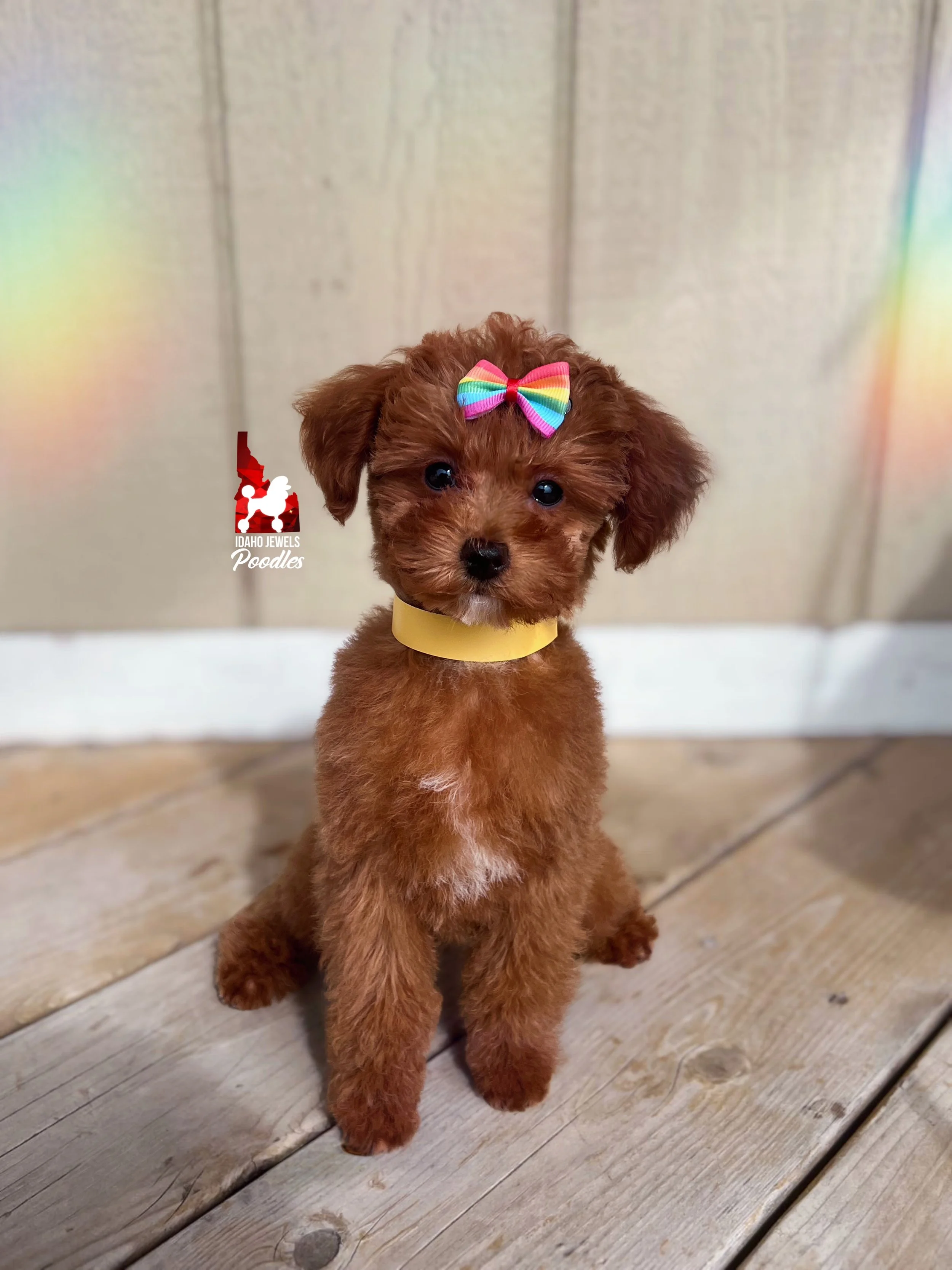 Vixen - 12 wks (3).JPG