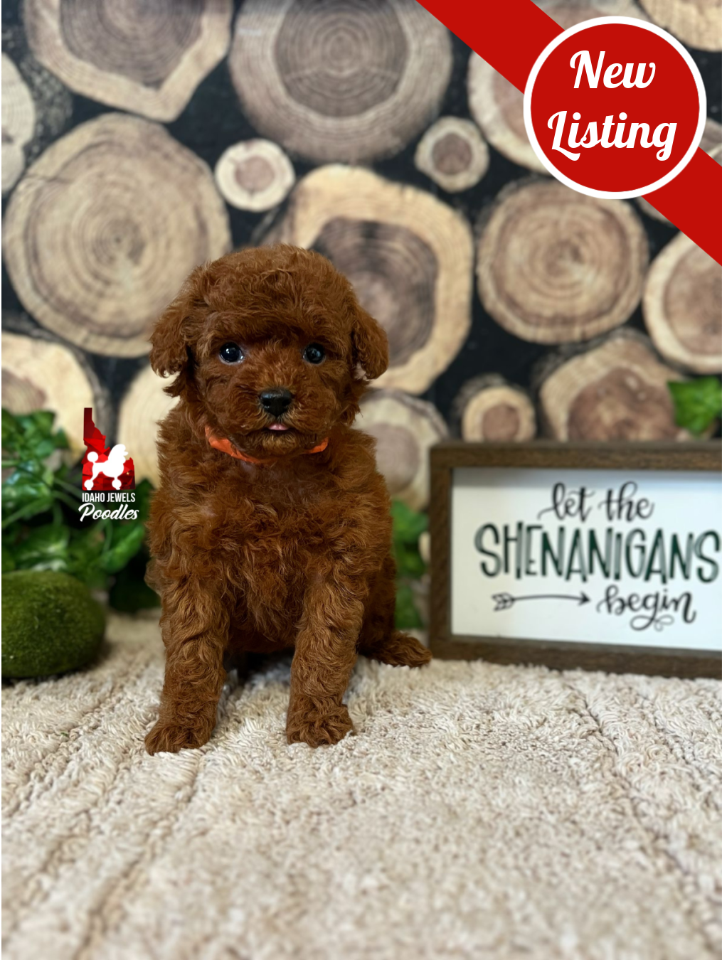 Jenna, Red Toy Poodle Girl ~ Breeder