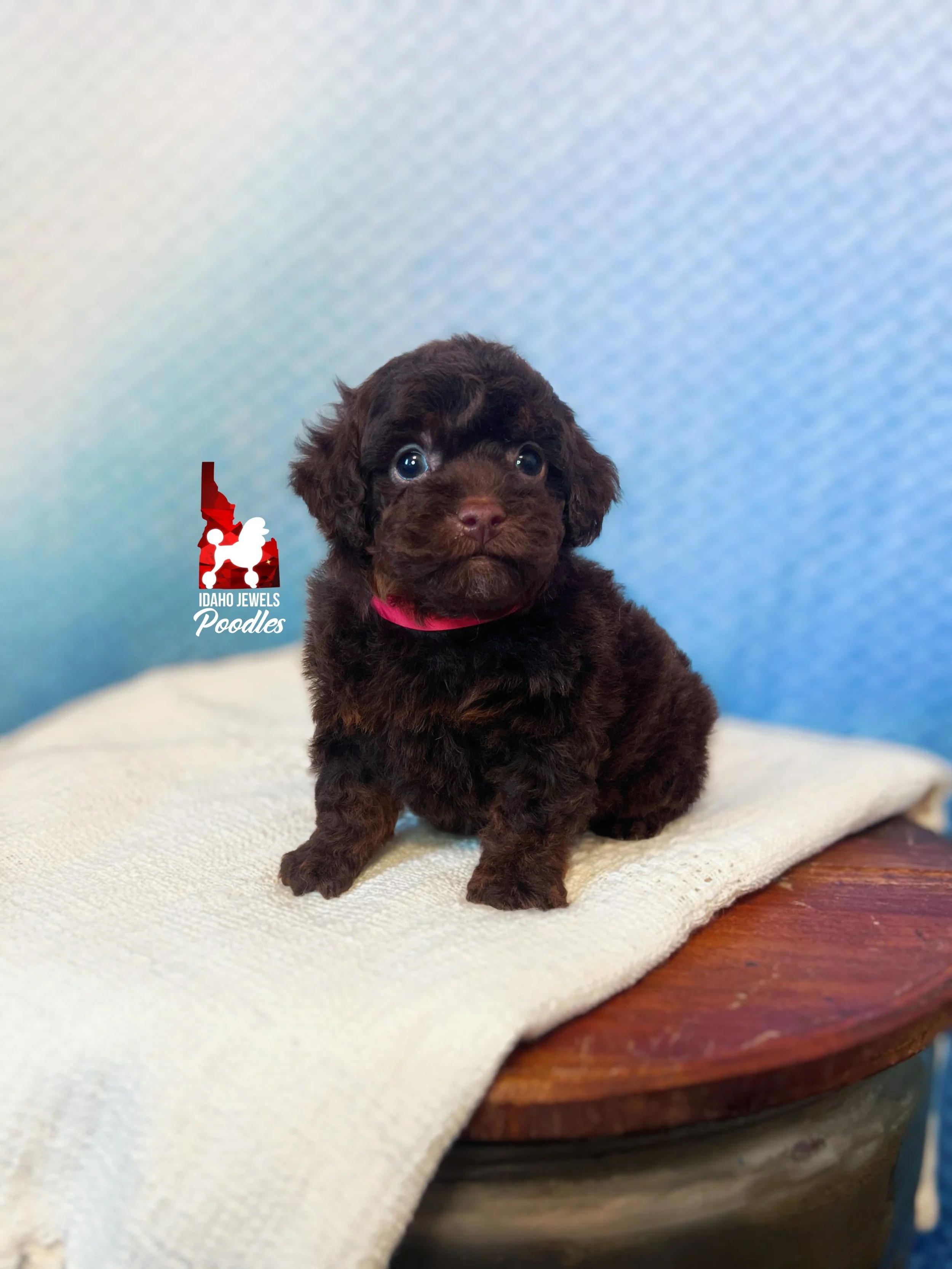 Copper - 6 wks-2.jpg