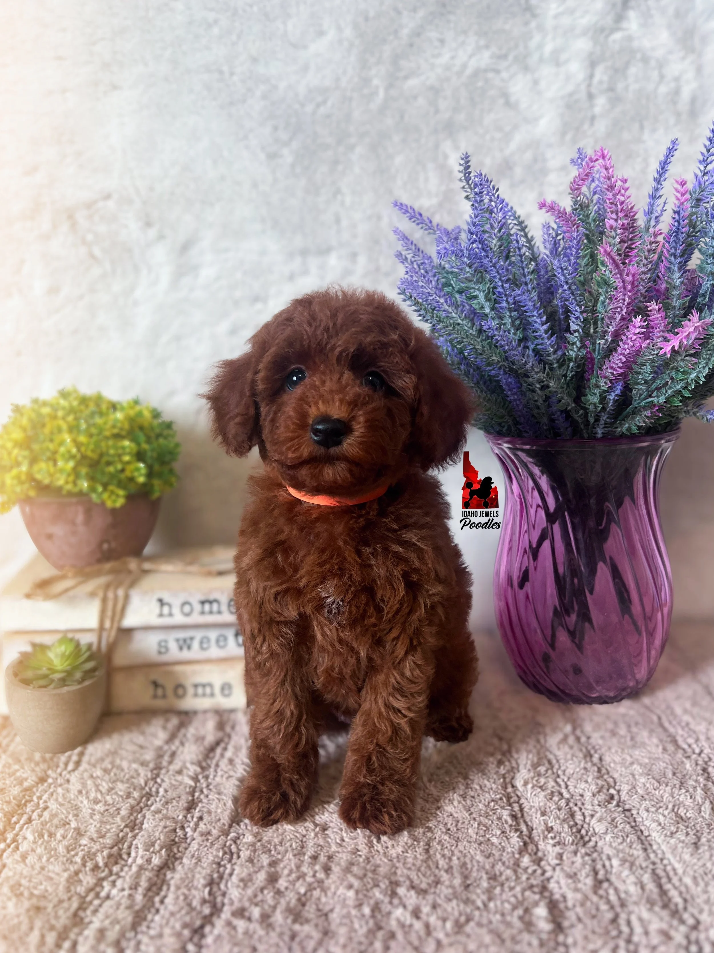 Maple, Solid Red Small Mini Poodle Girl~ Pet