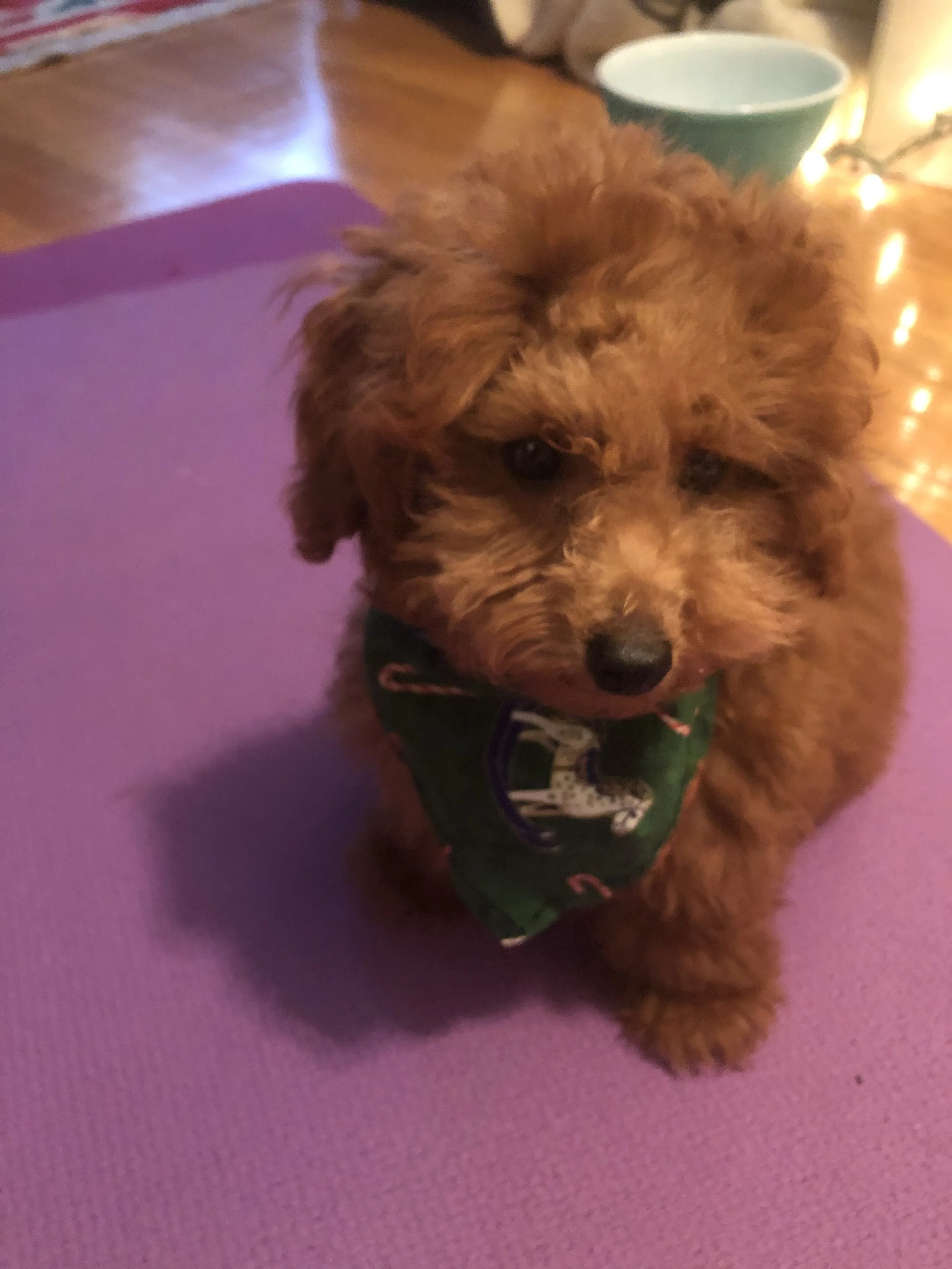 Millie Zion S20 Maybell now owned by Davies family.jpeg