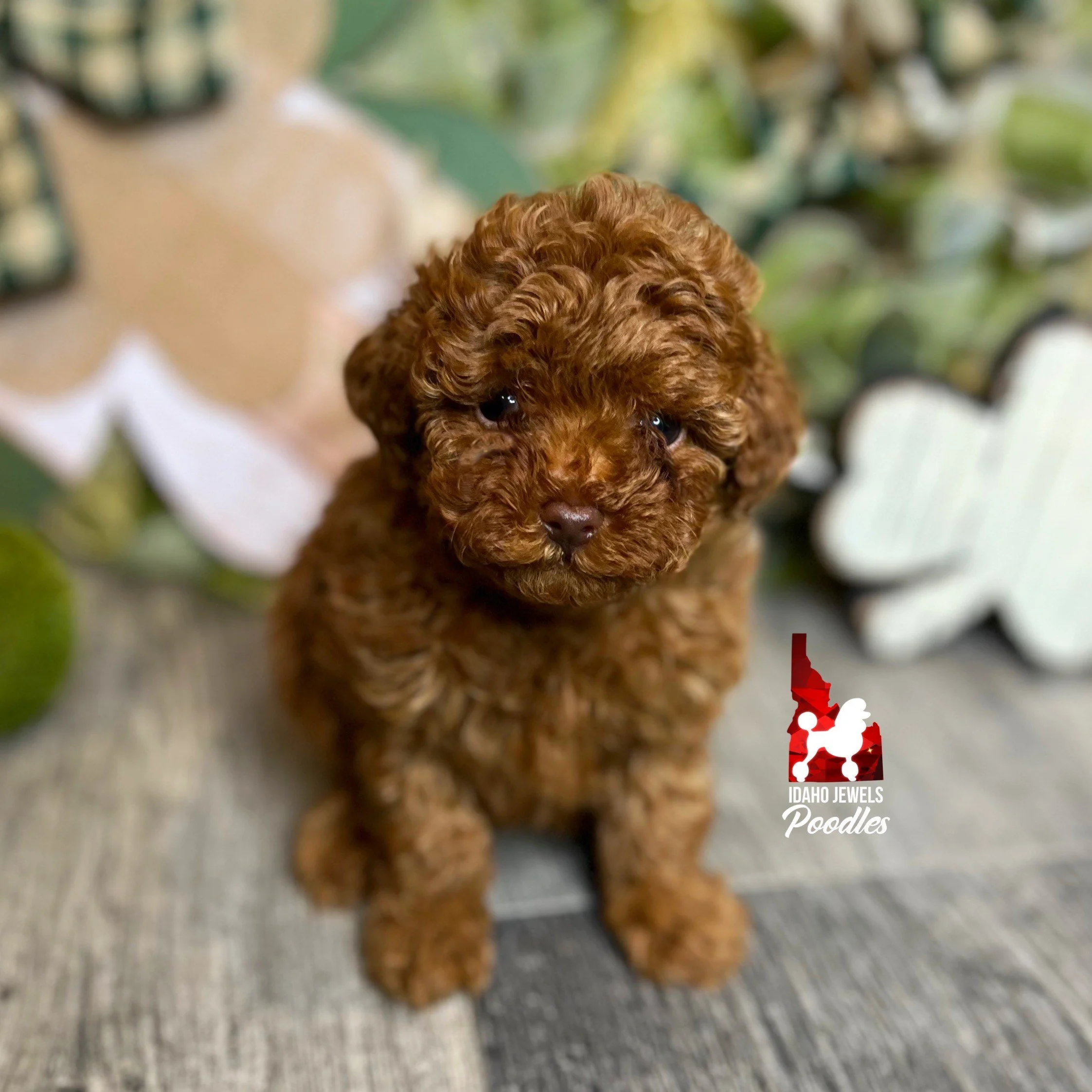 Joe - 6 wks (1).jpg