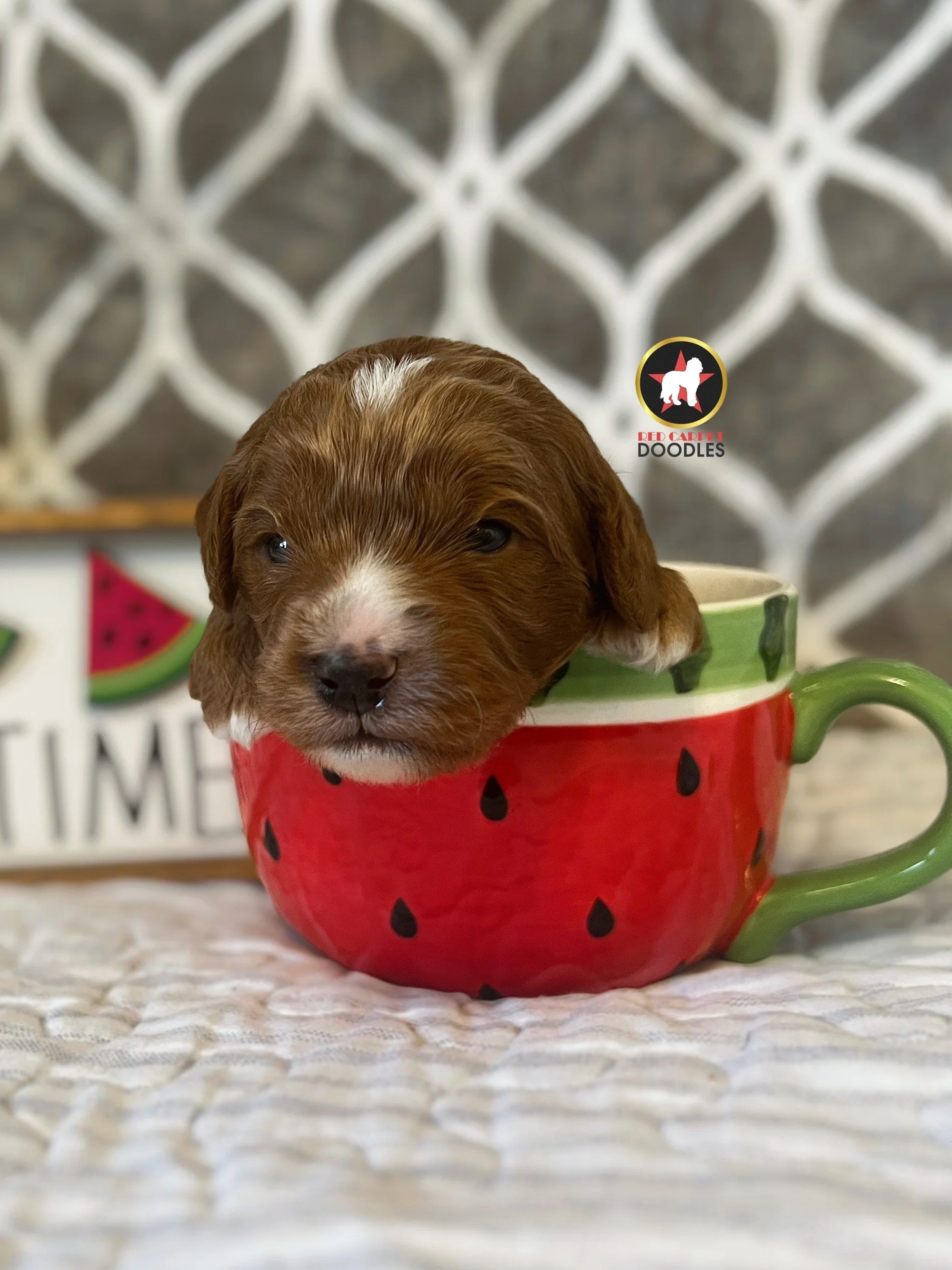 Charlie - 2 wks (1).jpeg