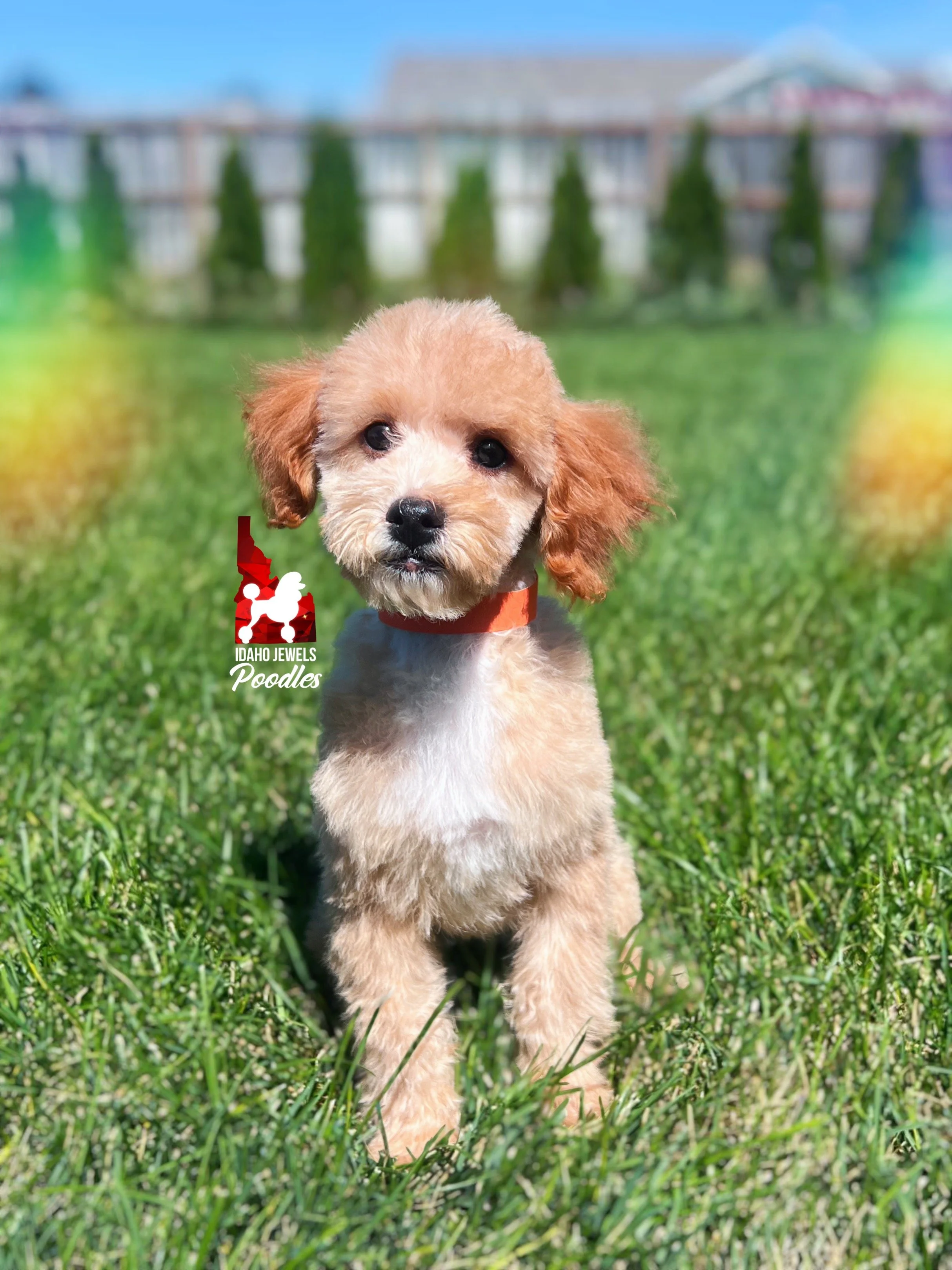 Cascade, Red/Apricot w/ White Small Mini Poodle Girl~ Pet