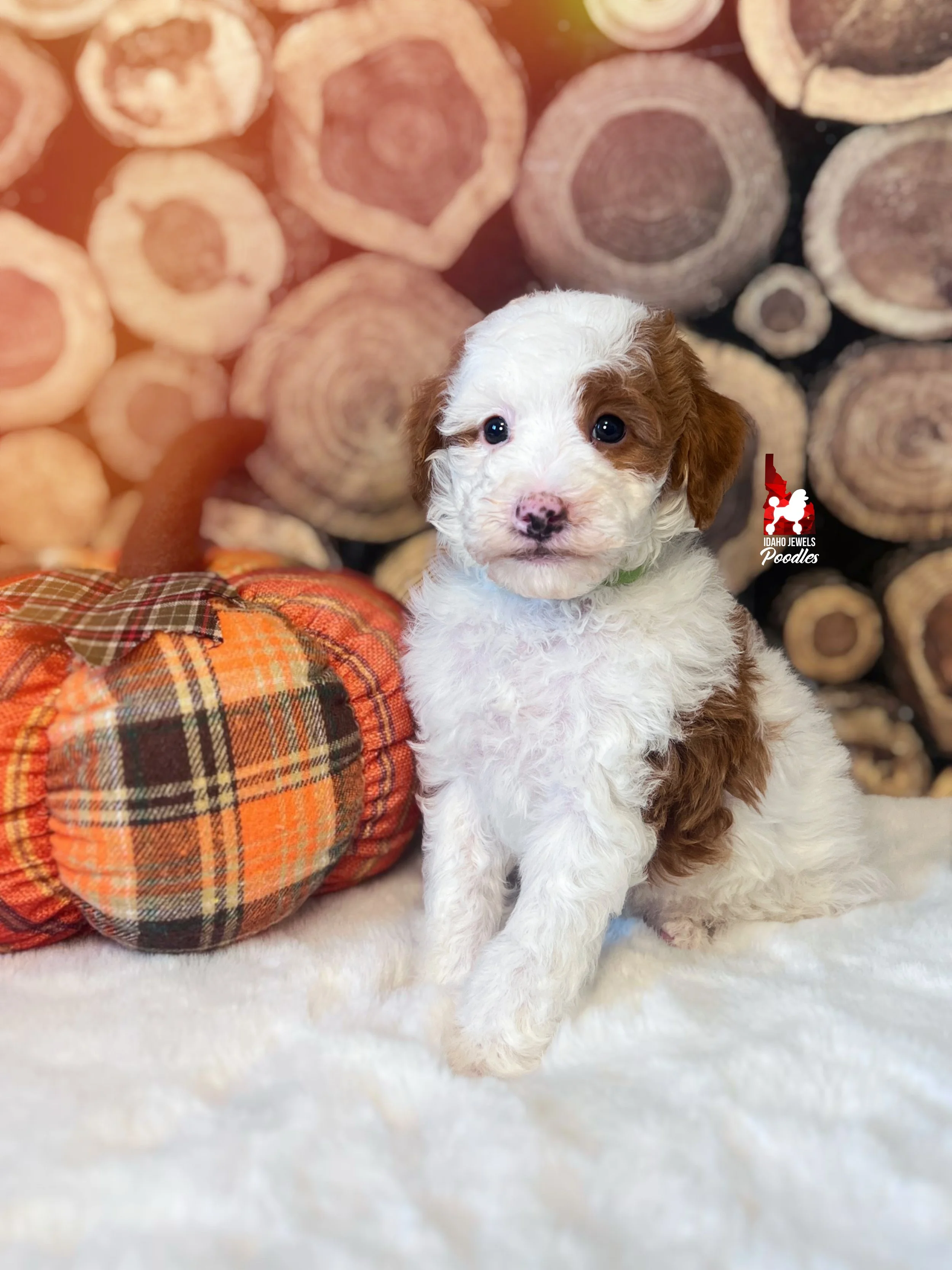 Curry - 6 wks-1.jpg