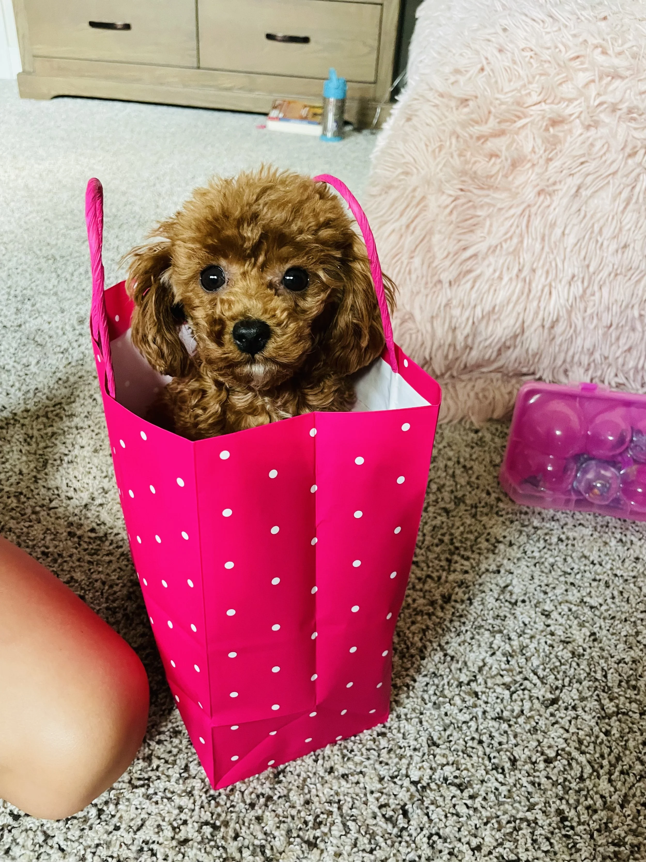 Olivia Zion S23 Cannoli  (1).jpeg