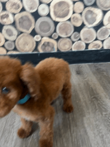 Cody standing head tilt.gif