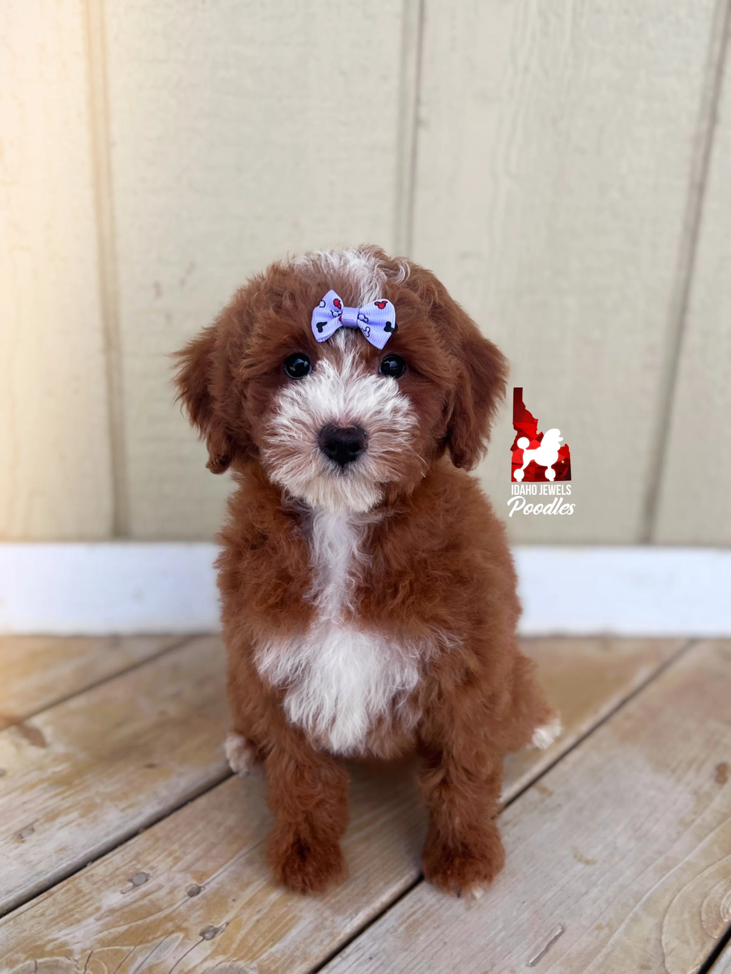 Daisy - 10 wks-2.jpg
