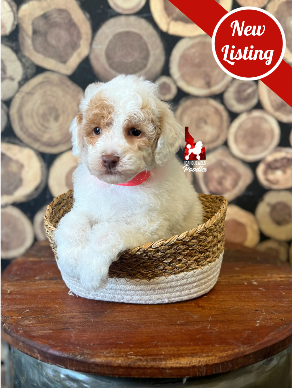 Potter, Red Parti (Hidden Tri) Mini Poodle Boy ~ Breeder or Pet