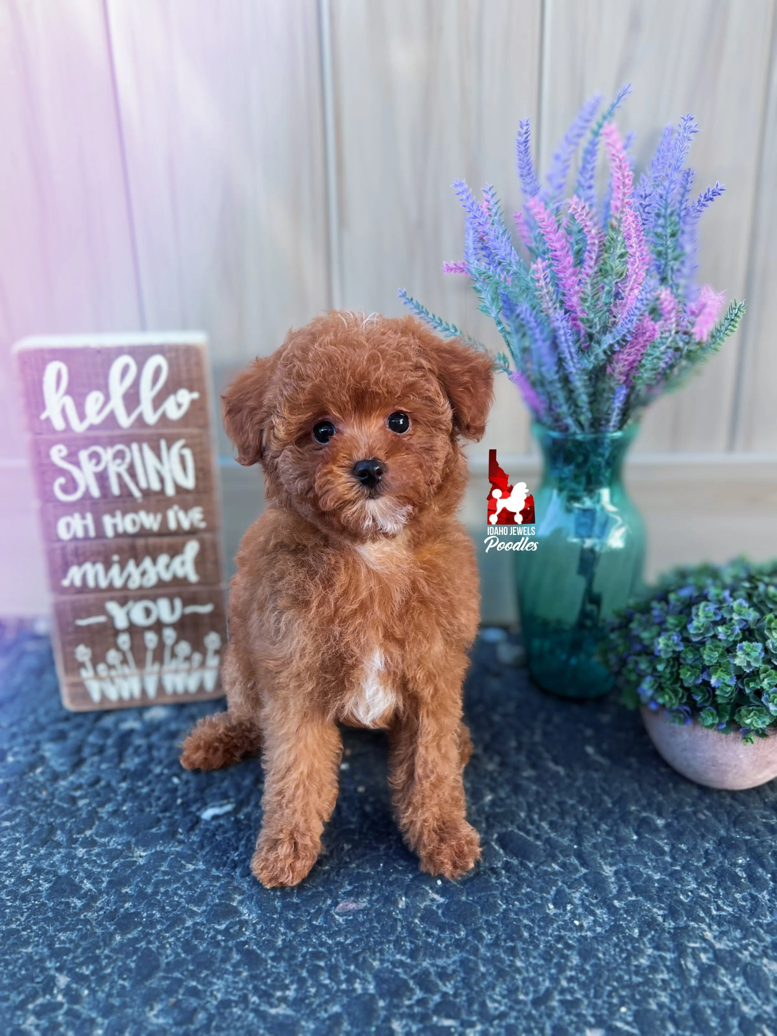 Vixen, Red w/ White (Hidden Phantom & Clear) Toy Poodle Girl~ Breeder