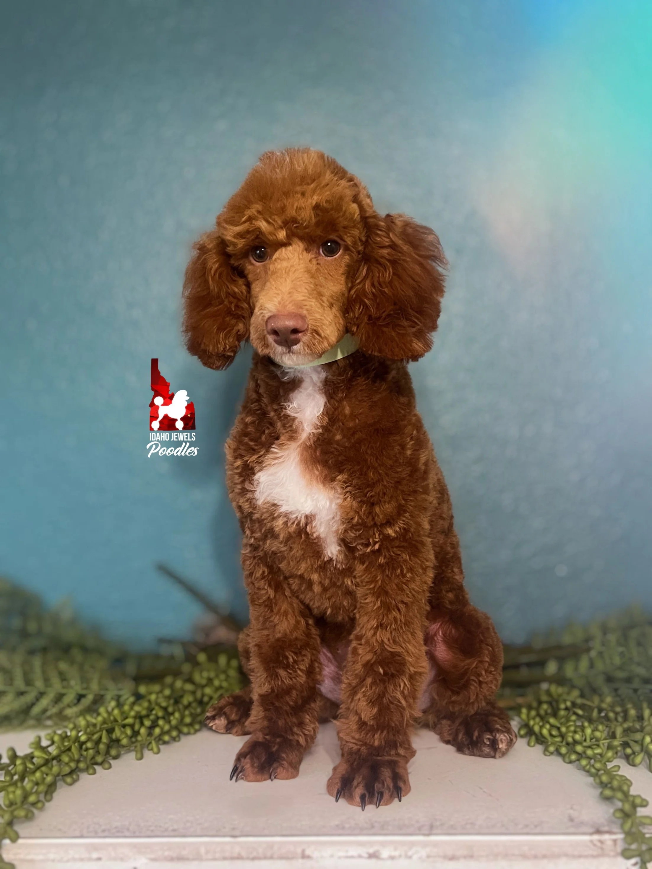 Tommy - 20 wks.jpg