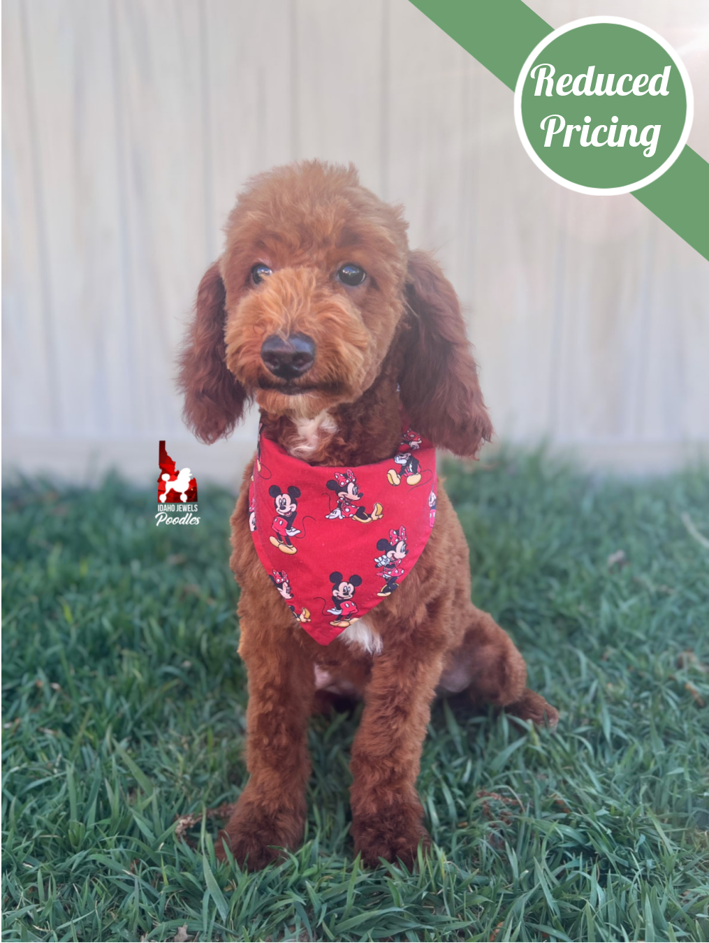 Oakley, Dark Red w/ White Mini Poodle Boy~ Pet