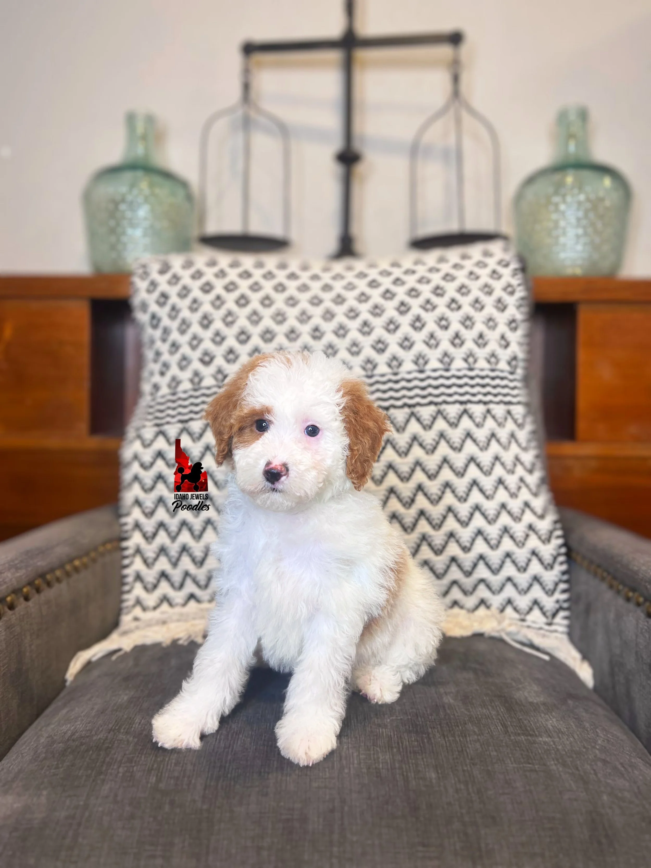 Mushu - 8 wks (2).jpg