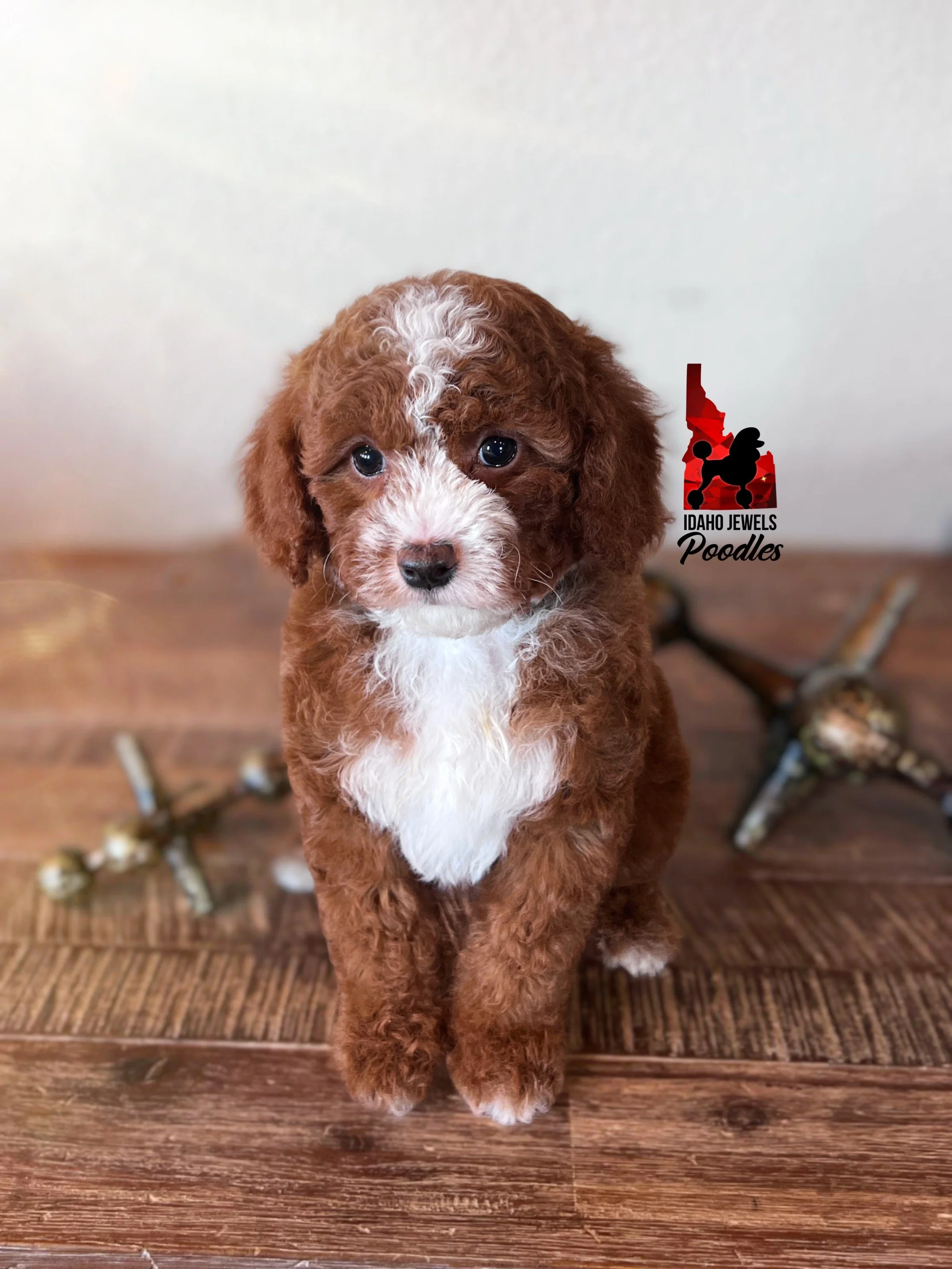Buzz - 8 wks-2.jpg