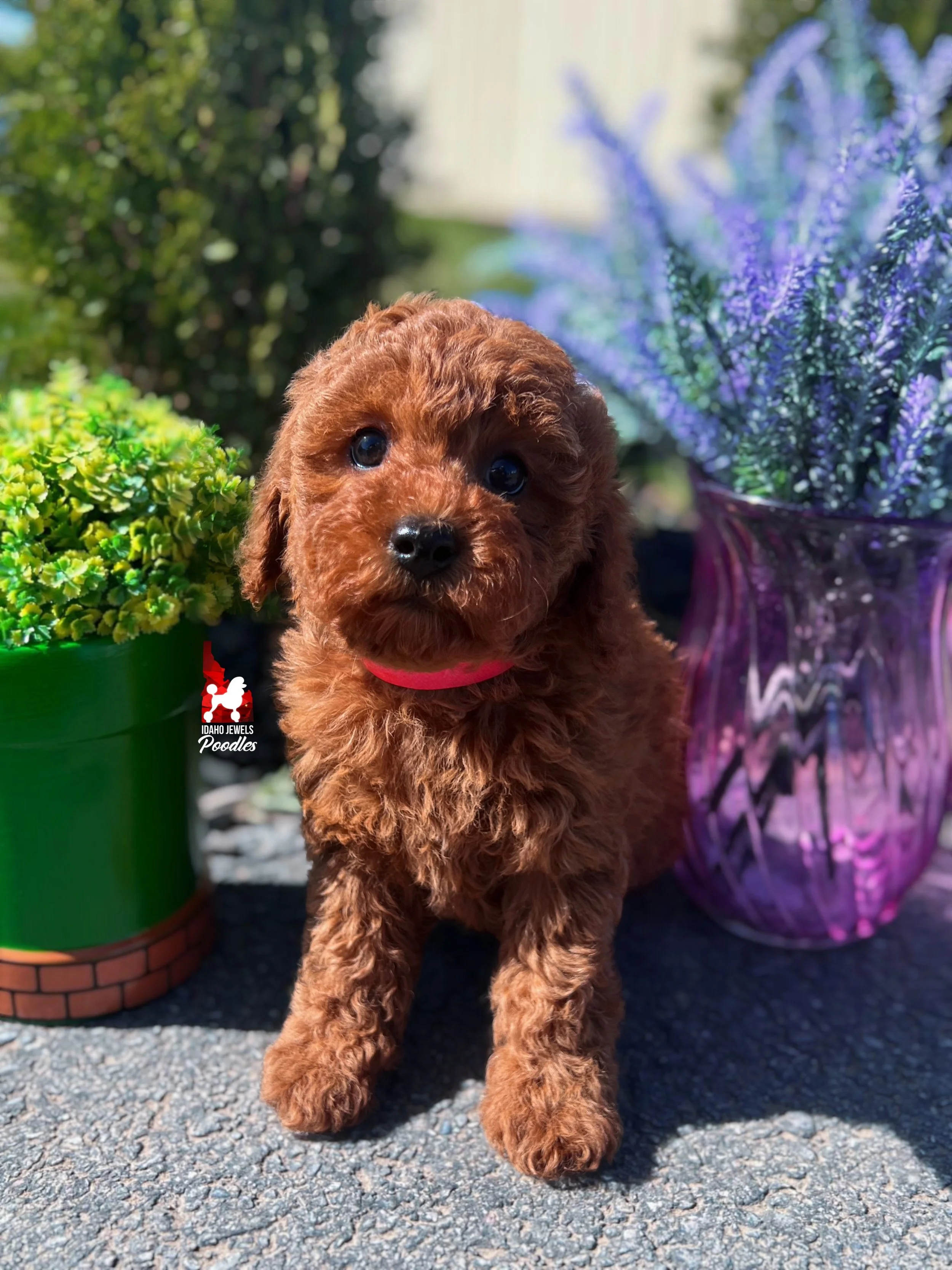 Mario, Red Mini Poodle Boy~ Breeder or Pet