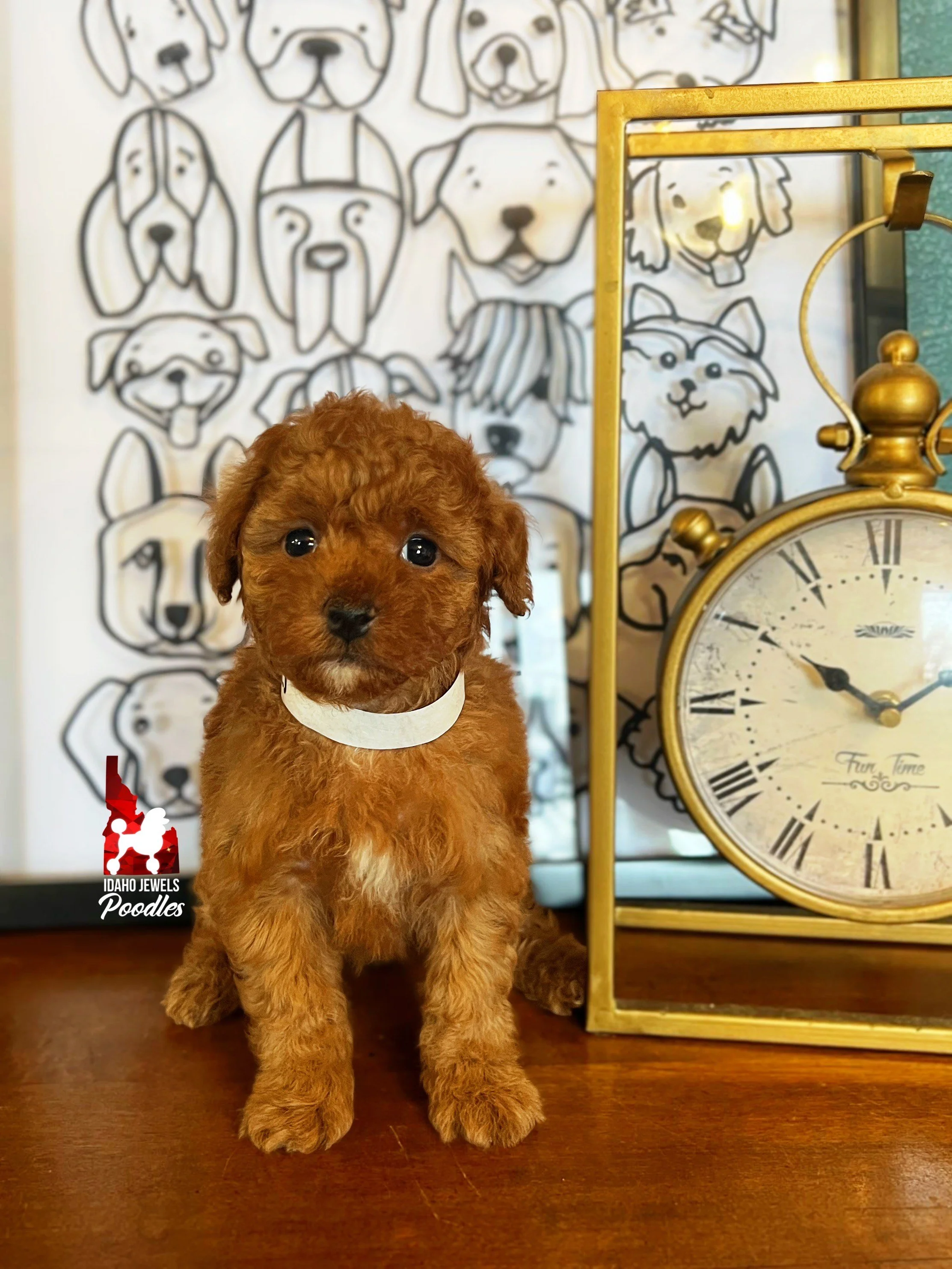 Crumble - 6 wks.jpeg