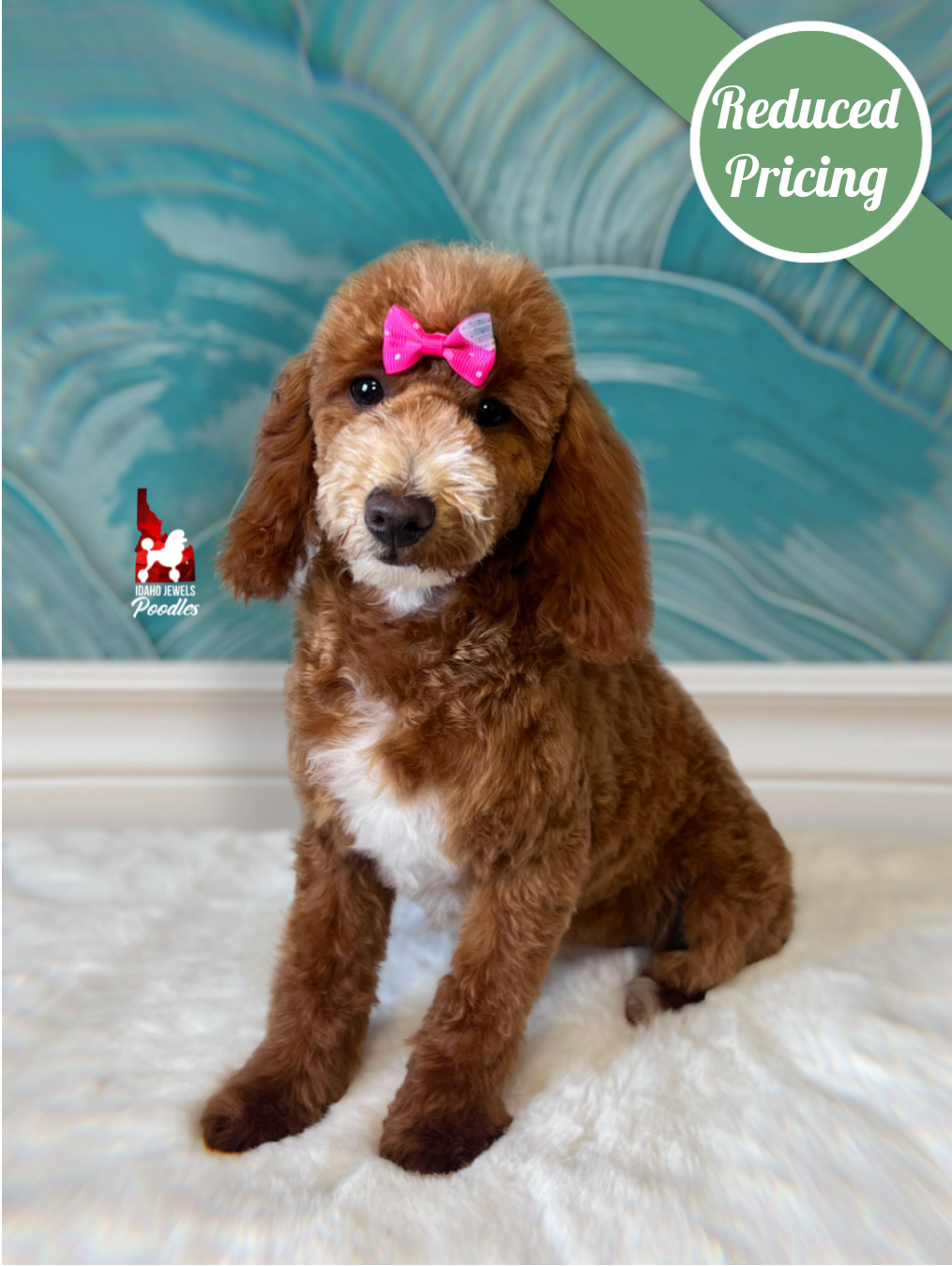 Capri, Red w/ White Large Mini Poodle Girl~ Pet