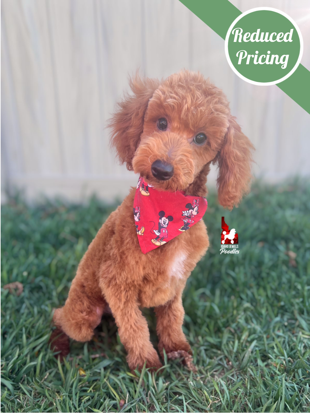 Oliver, Red w/ White Mini Poodle Boy~ Breeder or Pet