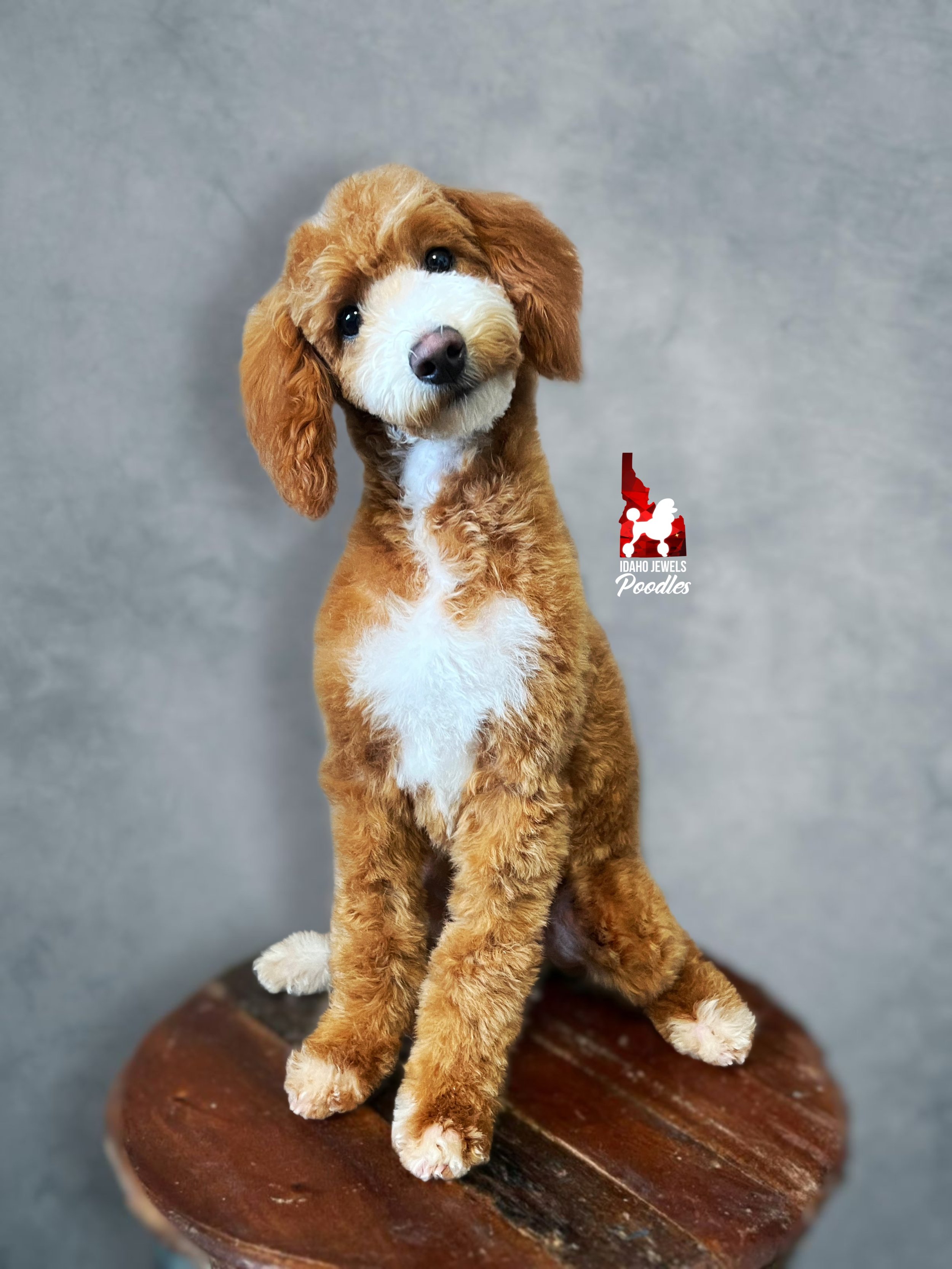 Ranger - 20 wks-2.jpg