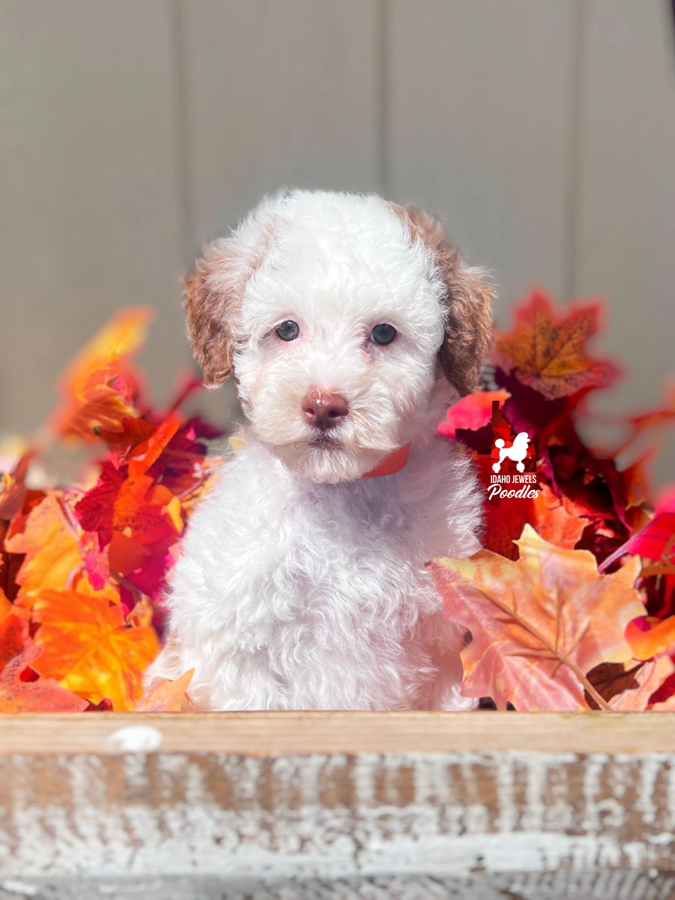 Nutmeg, Red Parti Mini Poodle Girl ~ Pet
