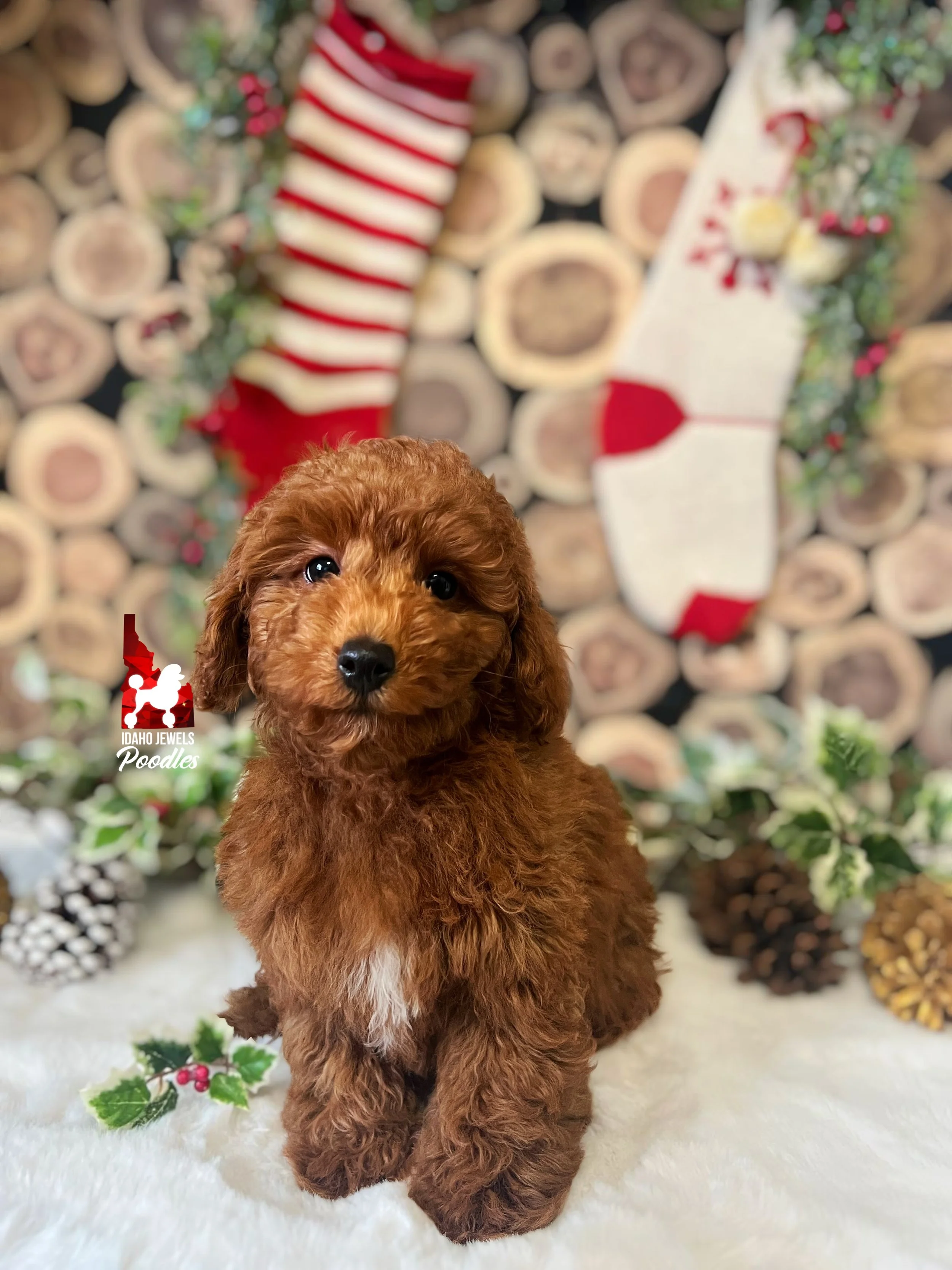 Matty, Red Toy Poodle Boy ~ Pet