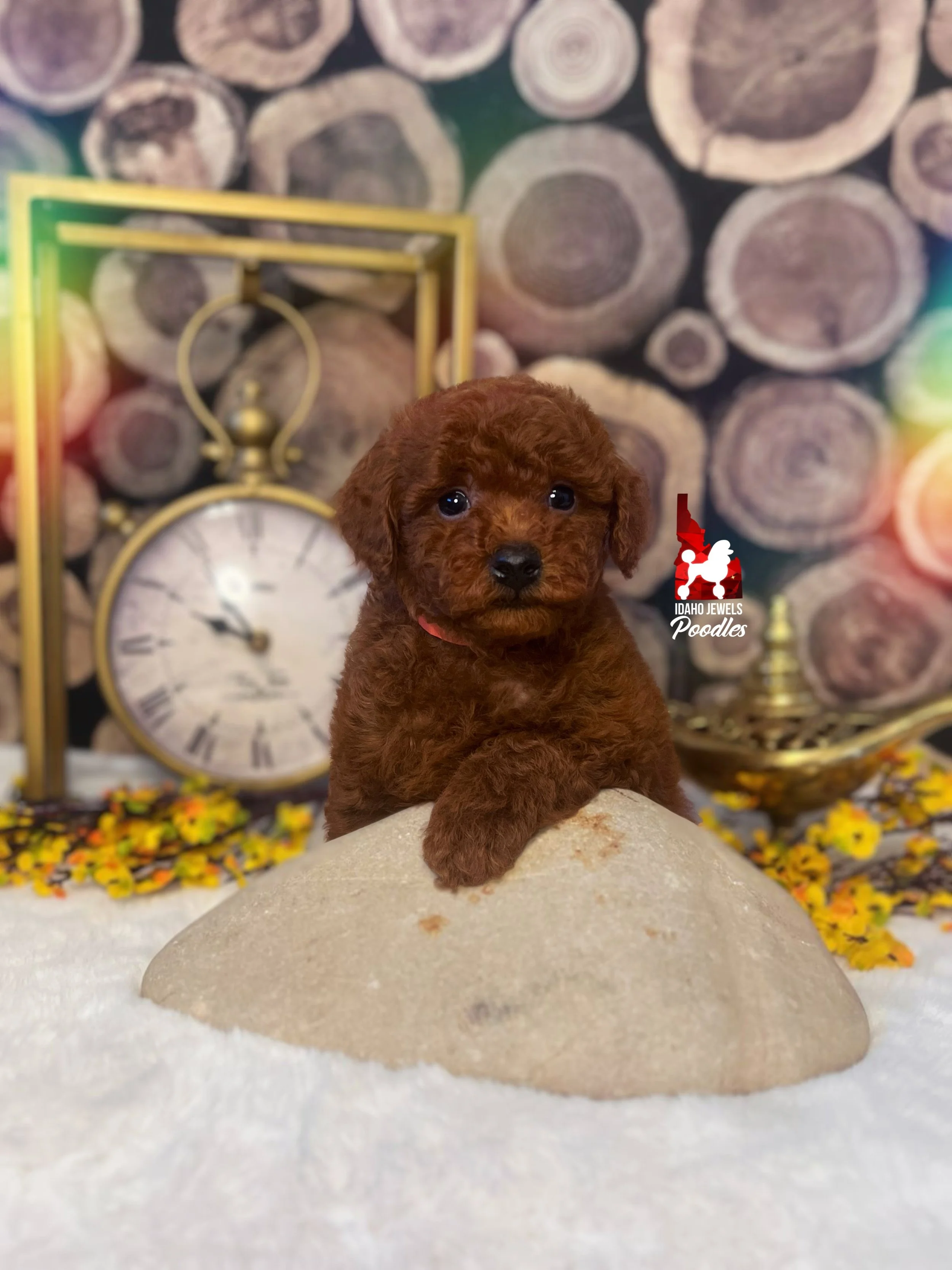 Simba - 6 wks-2.jpg