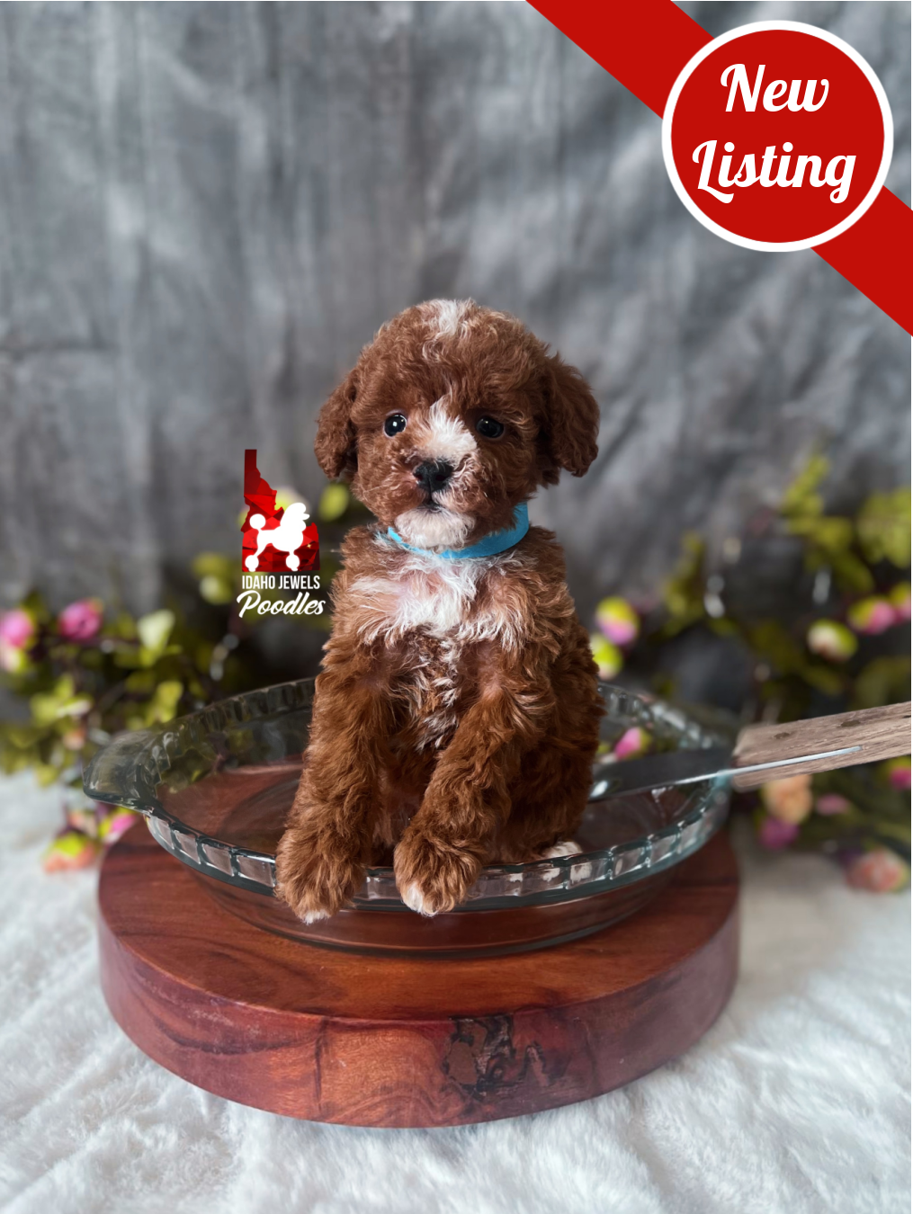 Blueberry, Red with White Markings Tiny Toy Poodle Boy~ Pet 💎 Reserved for Mhea
