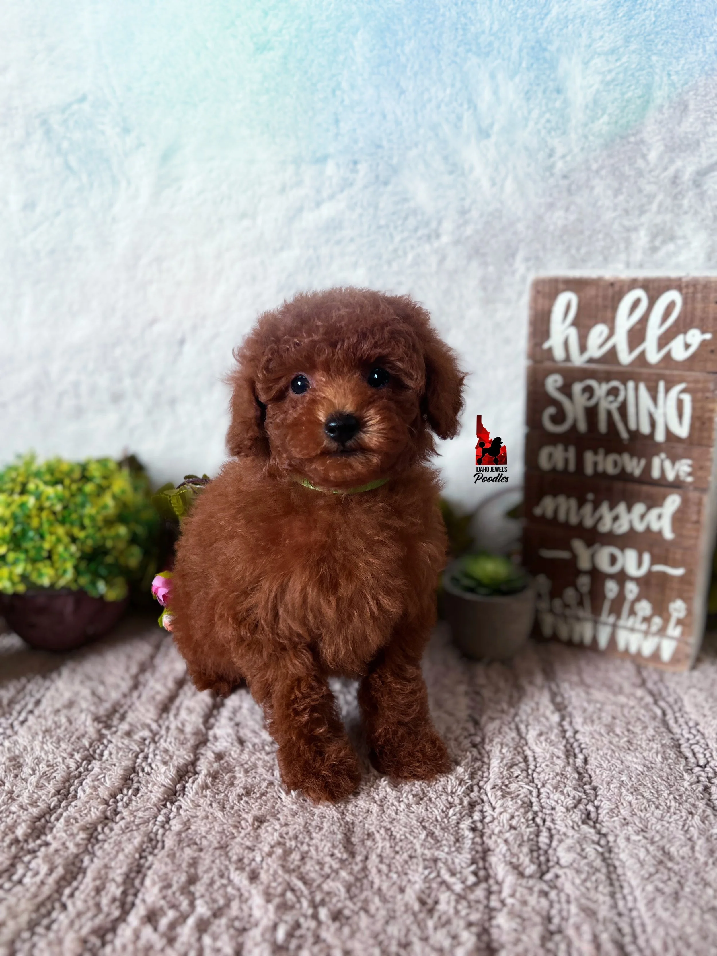 Balto, Red Toy Poodle Boy~ Pet