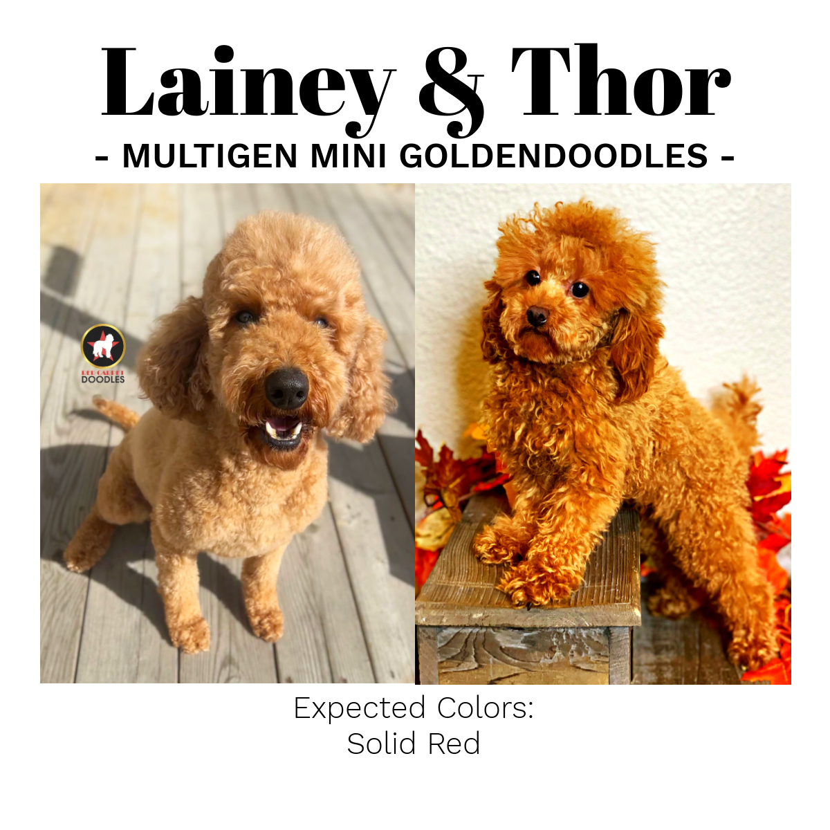 Litter Announcement, Lainey. (1).png