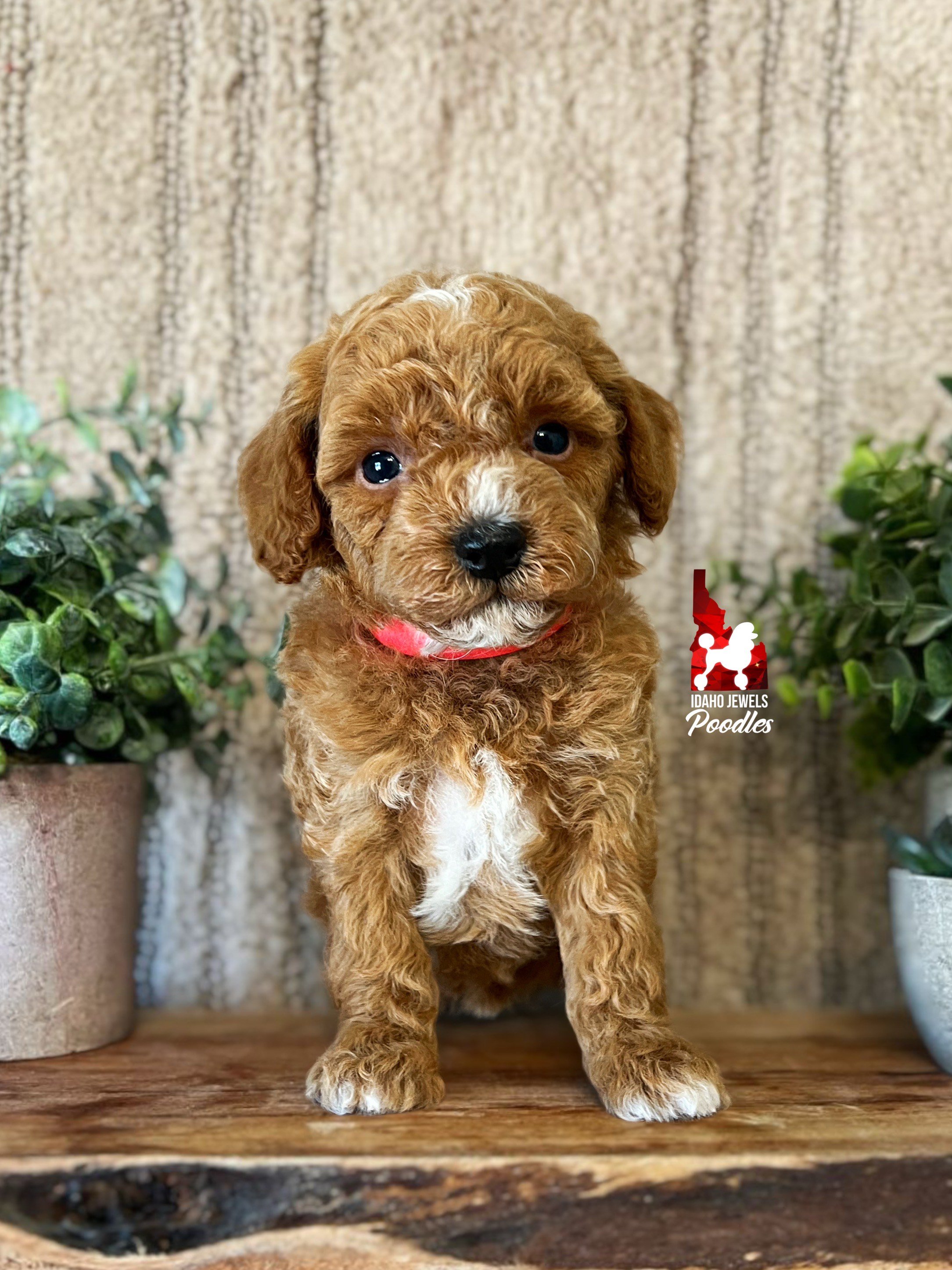 Natasha - 6 wks.jpeg