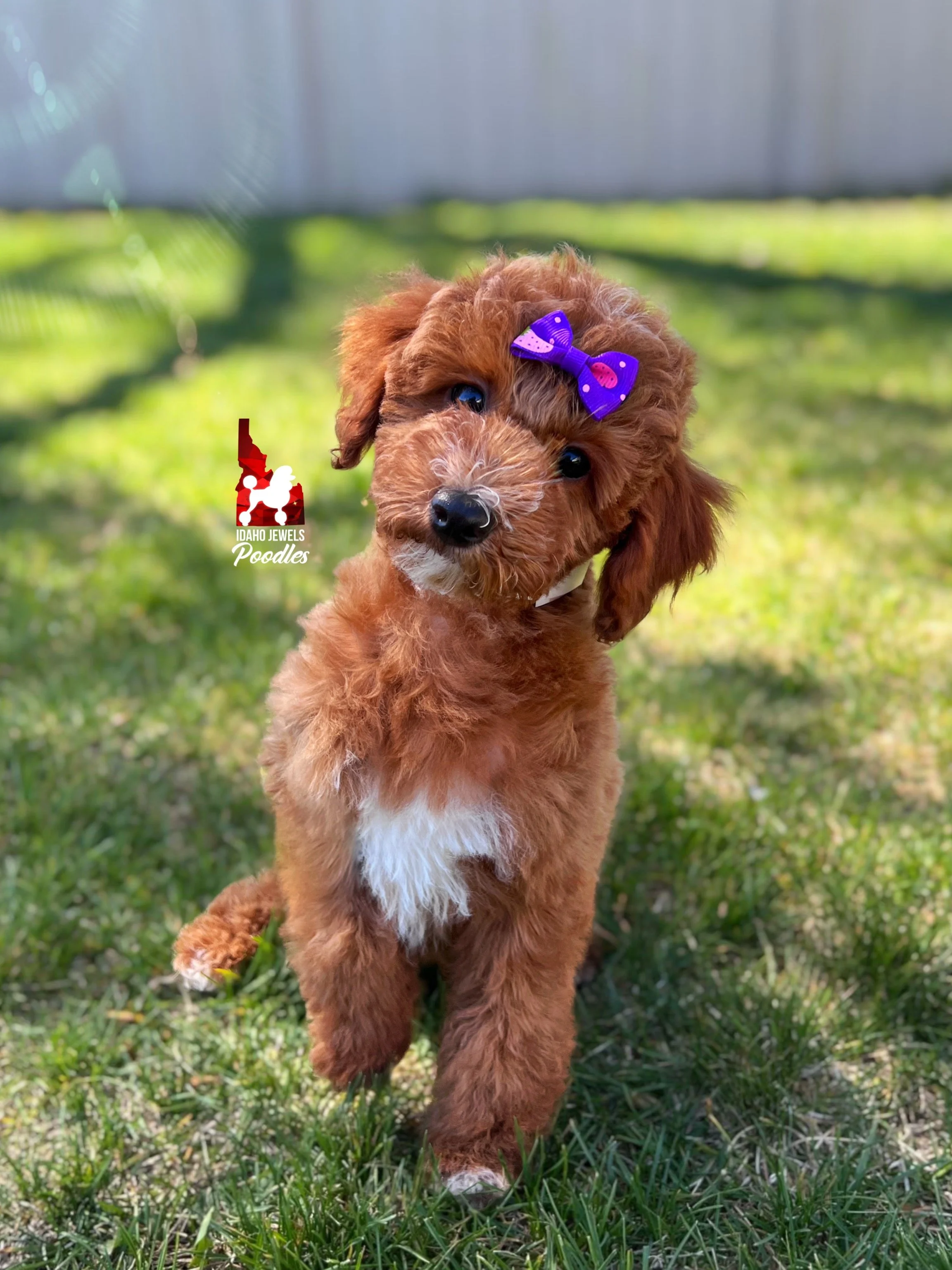 Brooklyn - 12 wks.jpg
