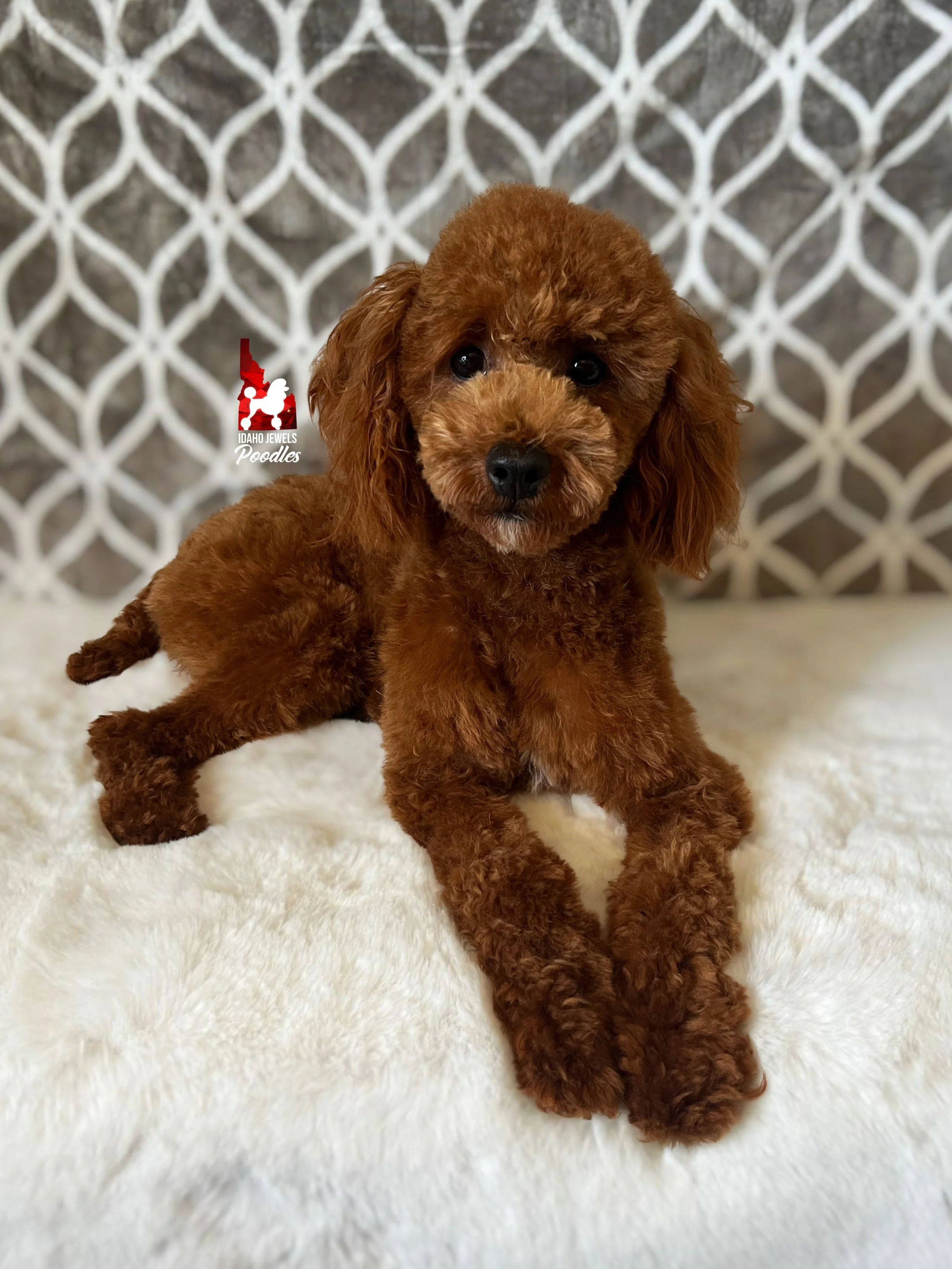 Crumble (fluffy face) (6).jpeg