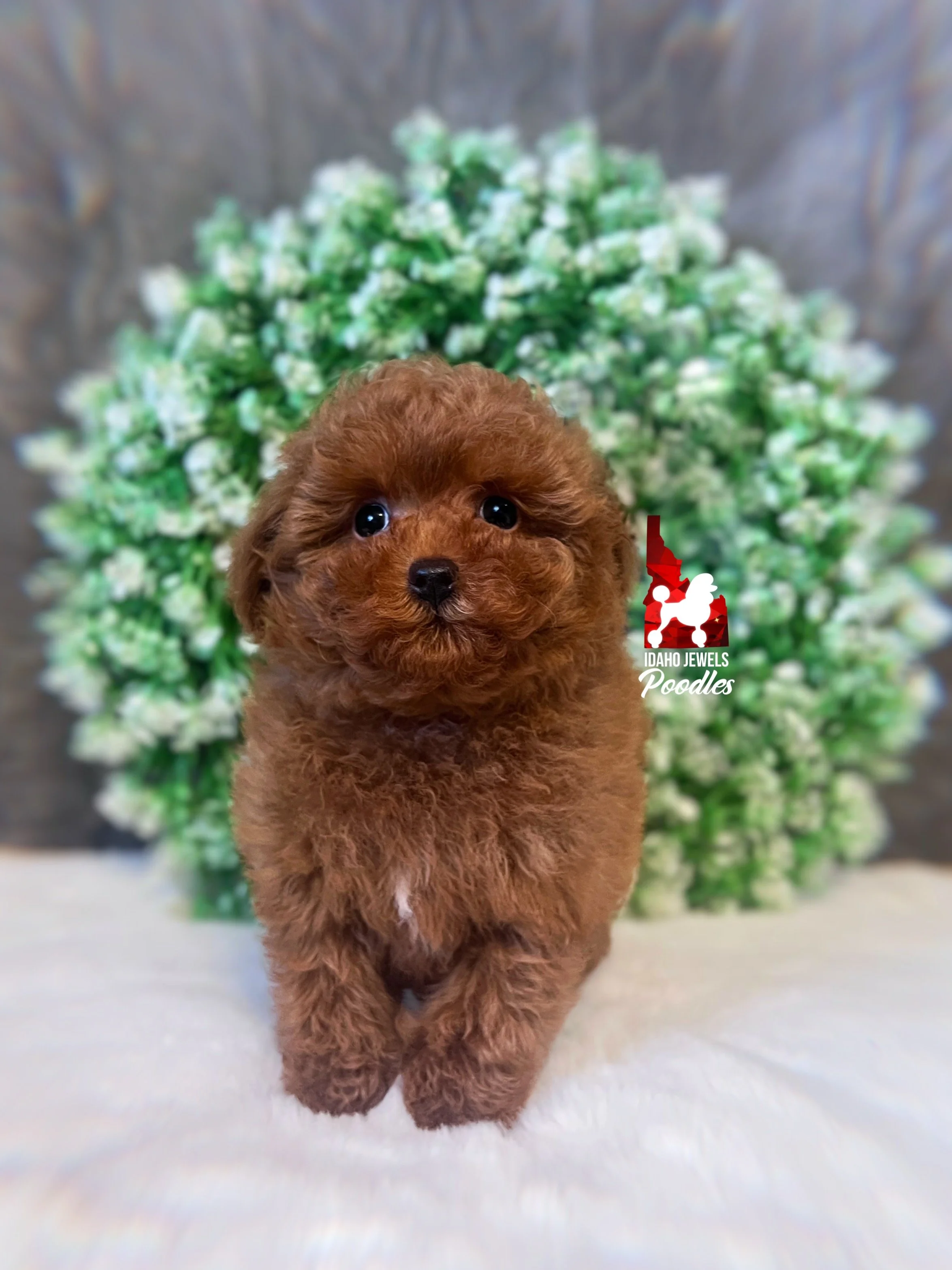 Soda, Red Toy Poodle Boy~ Pet