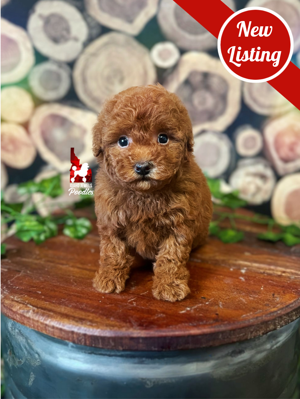 Mist, Red Toy Poodle Girl ~ Pet