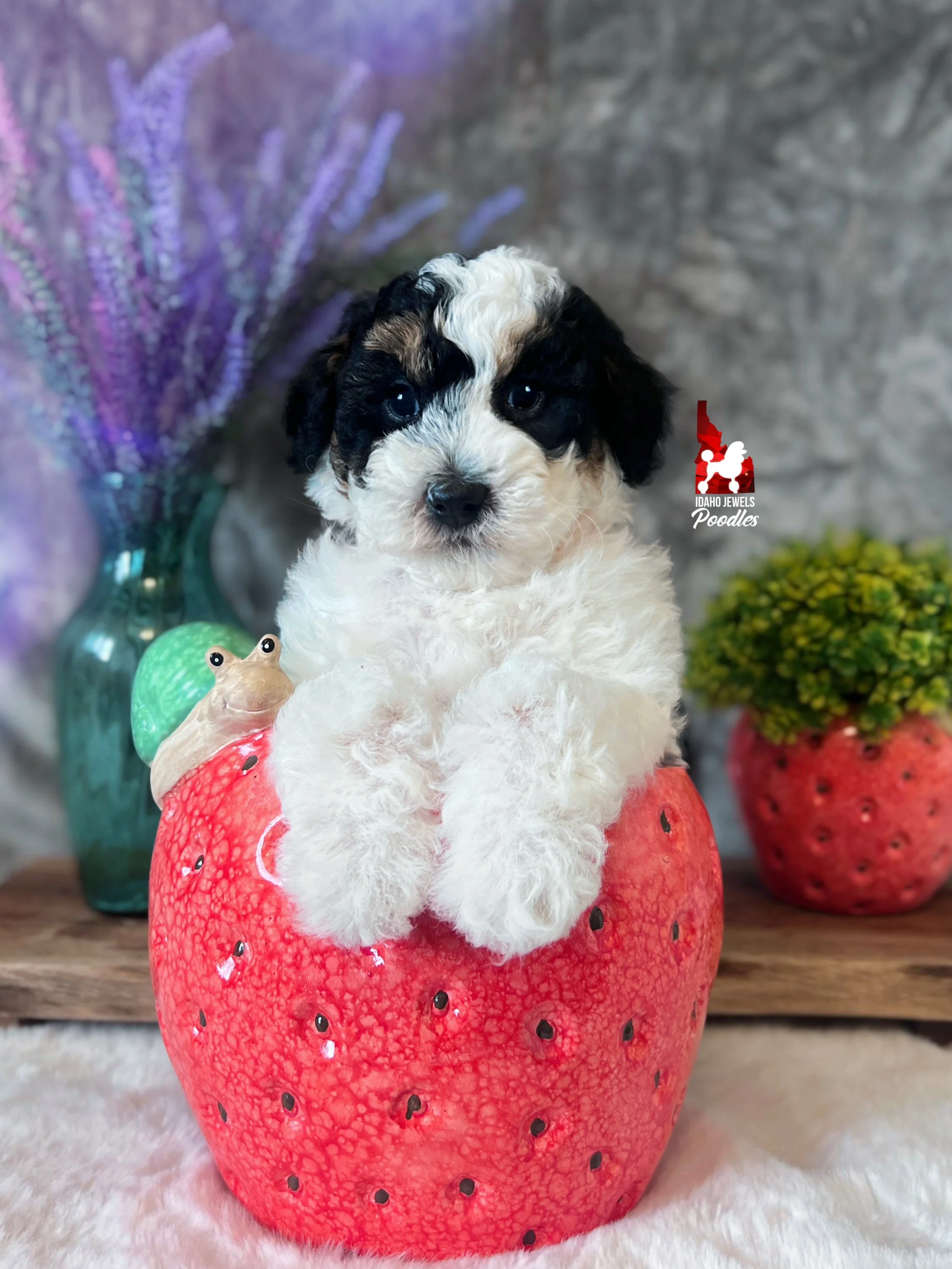 Divinity - 6 wks-1.jpg