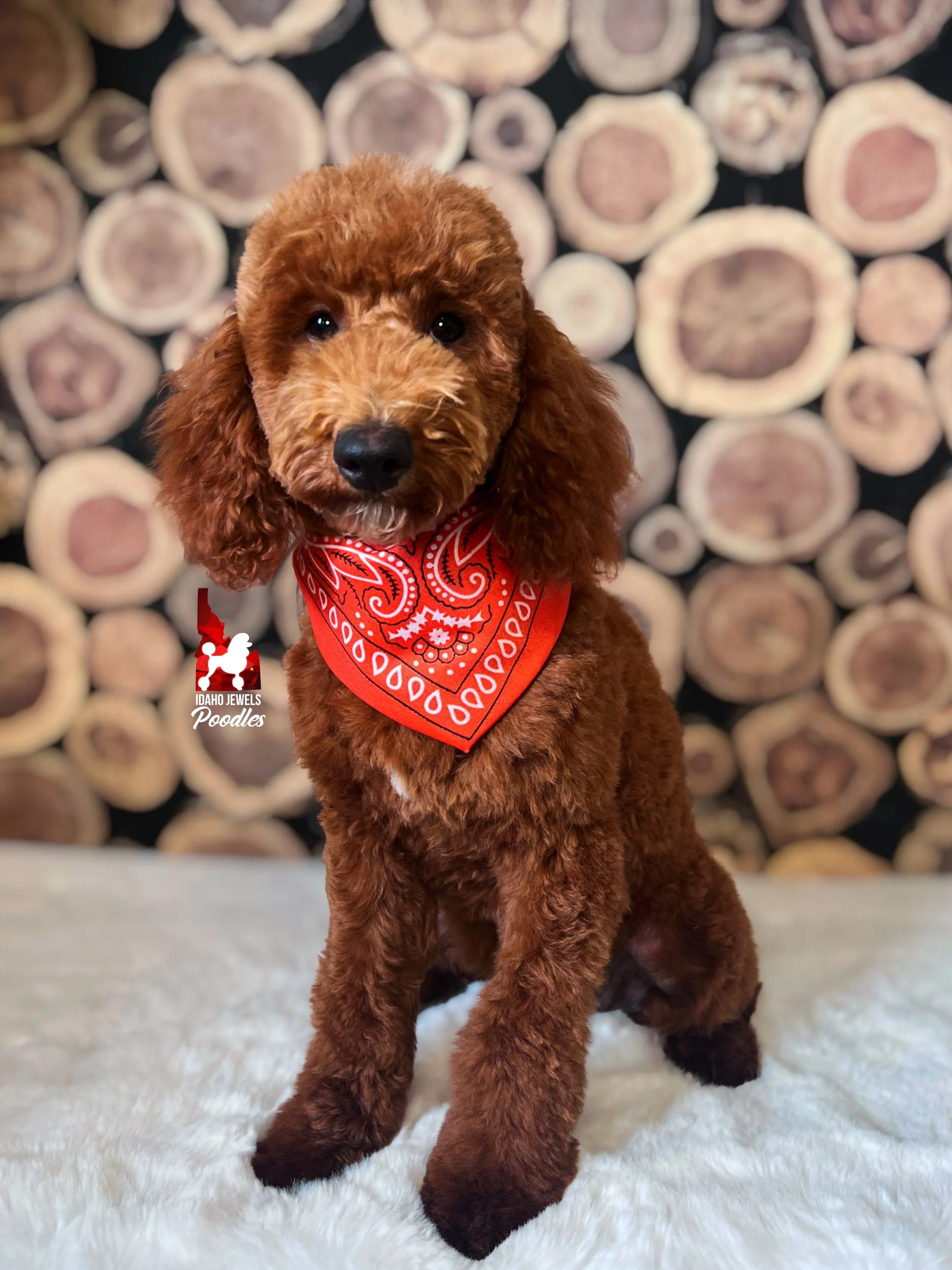 Audrey - 19 wks-1.jpg