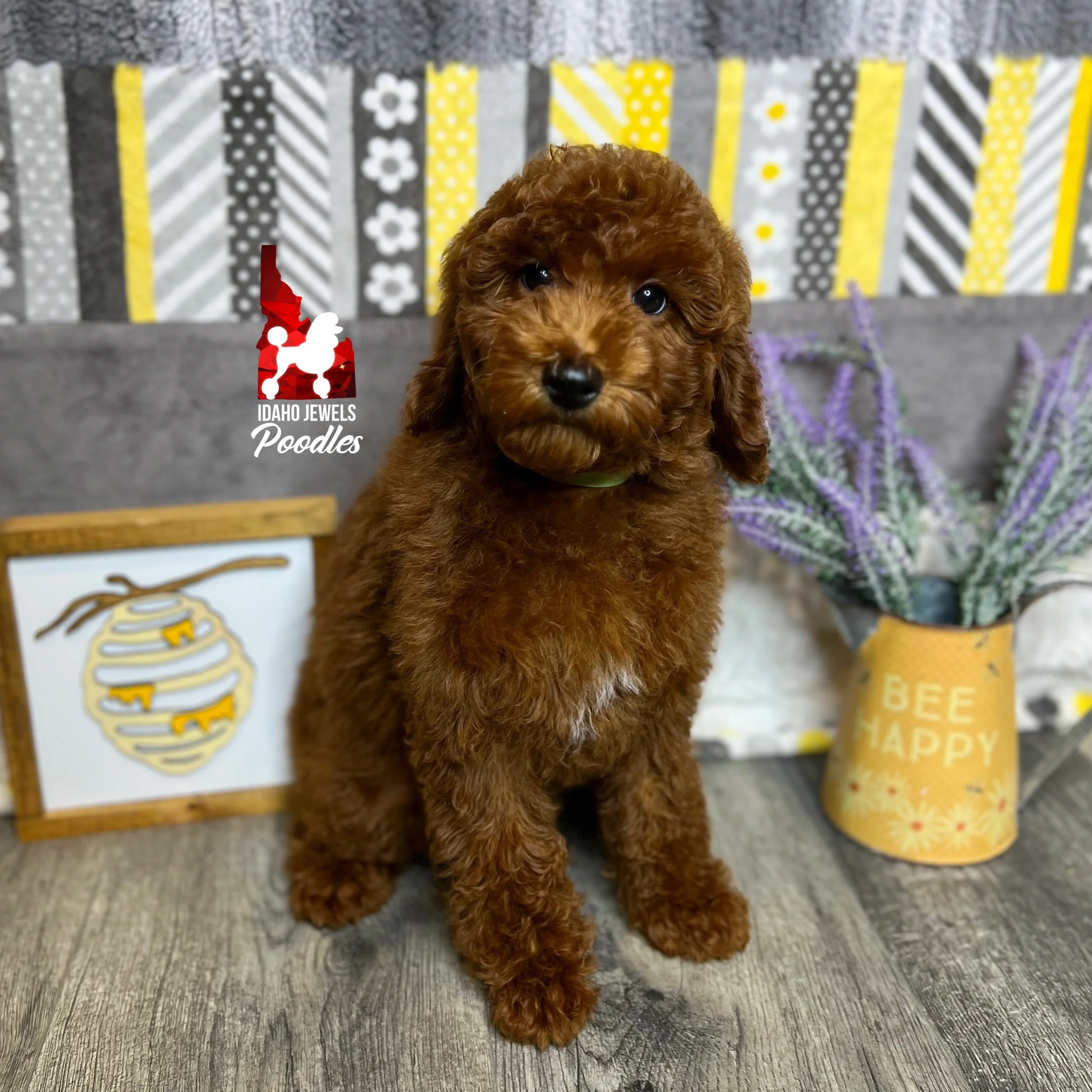 Forest - 12 wks (1).jpg
