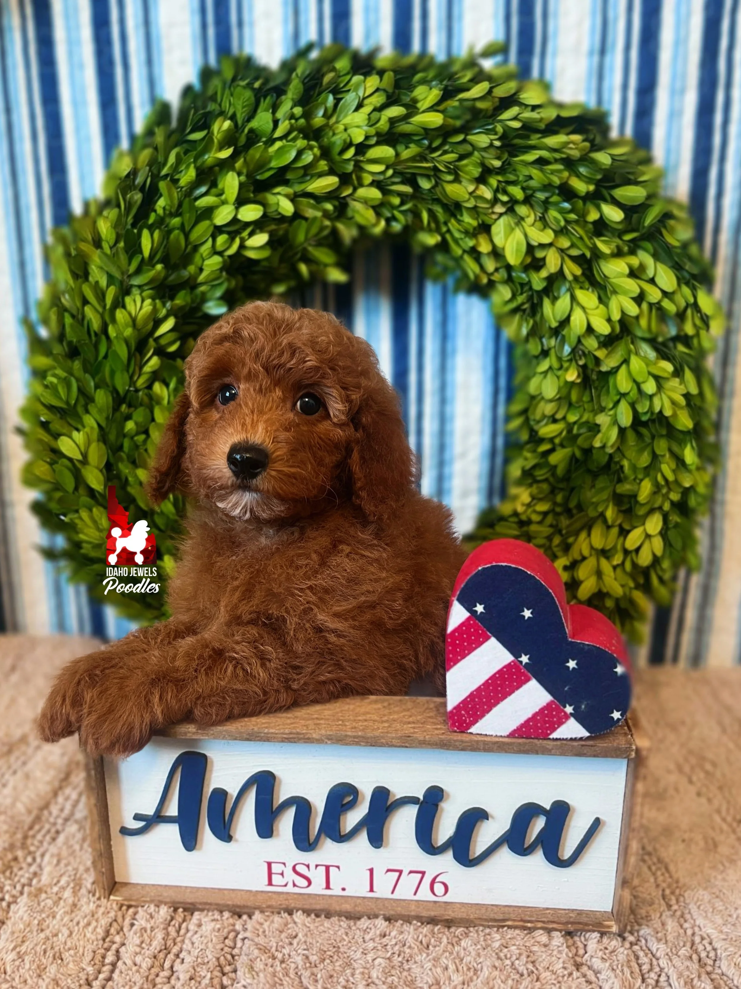 Ava, Red Mini Poodle Girl~ Breeder or Pet
