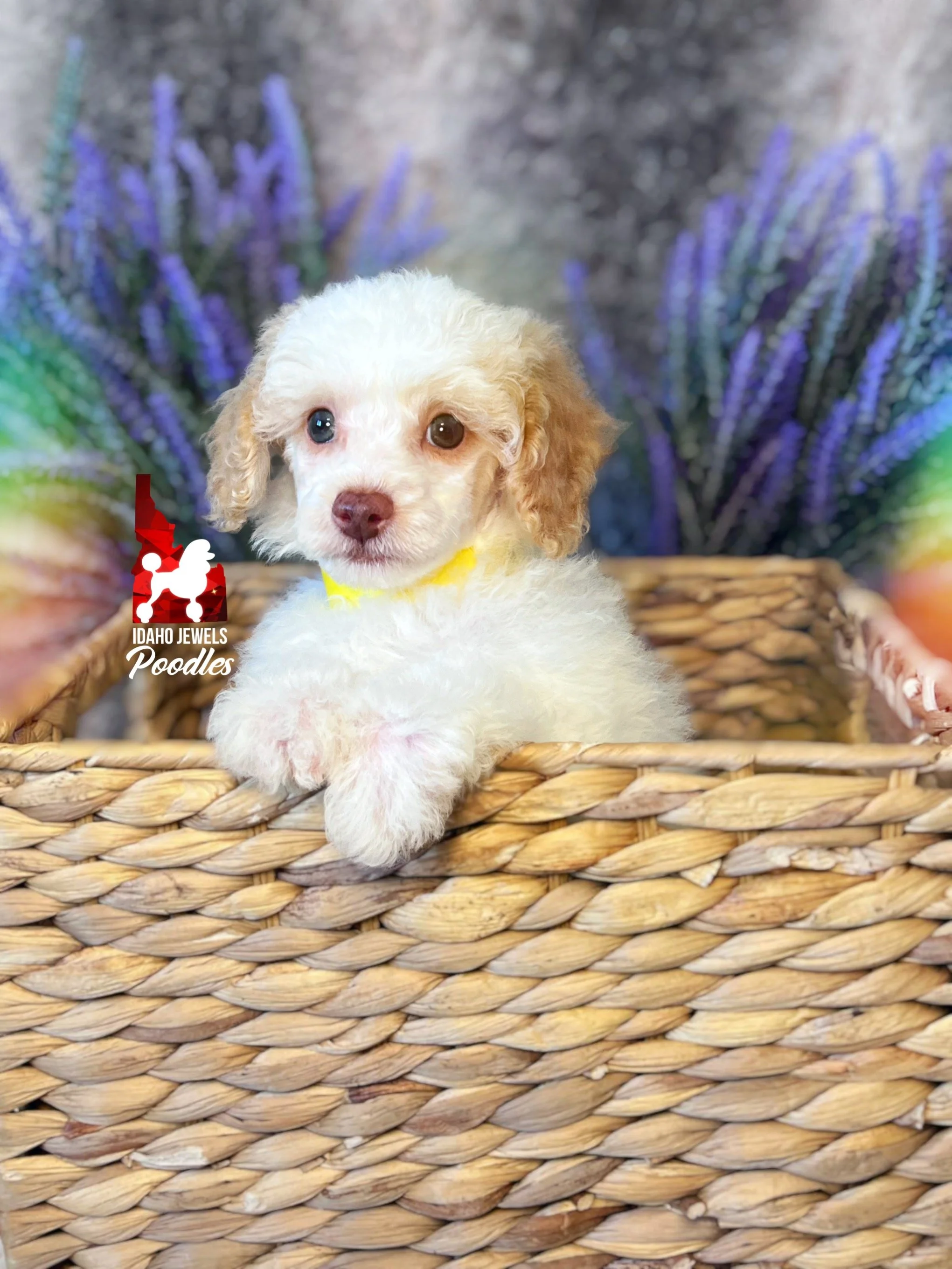 Faye - 8 wks-2.jpg