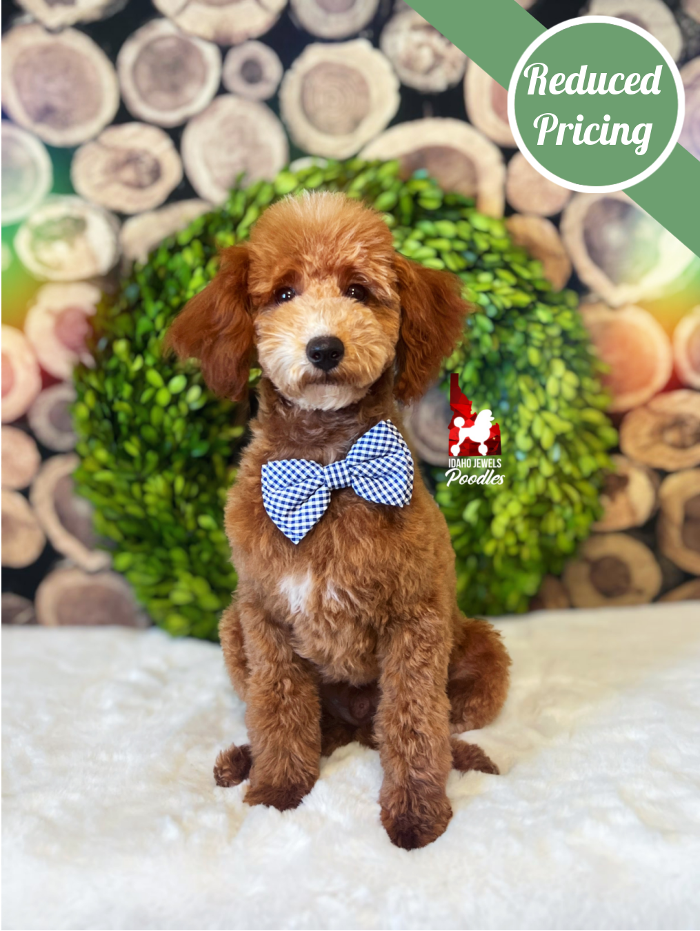 Flash, Red Mini Poodle Boy ~ Pet