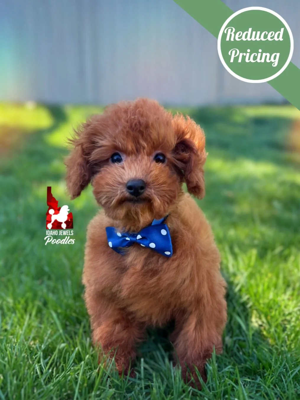 Balto, Red Toy Poodle Boy~ Breeder or Pet