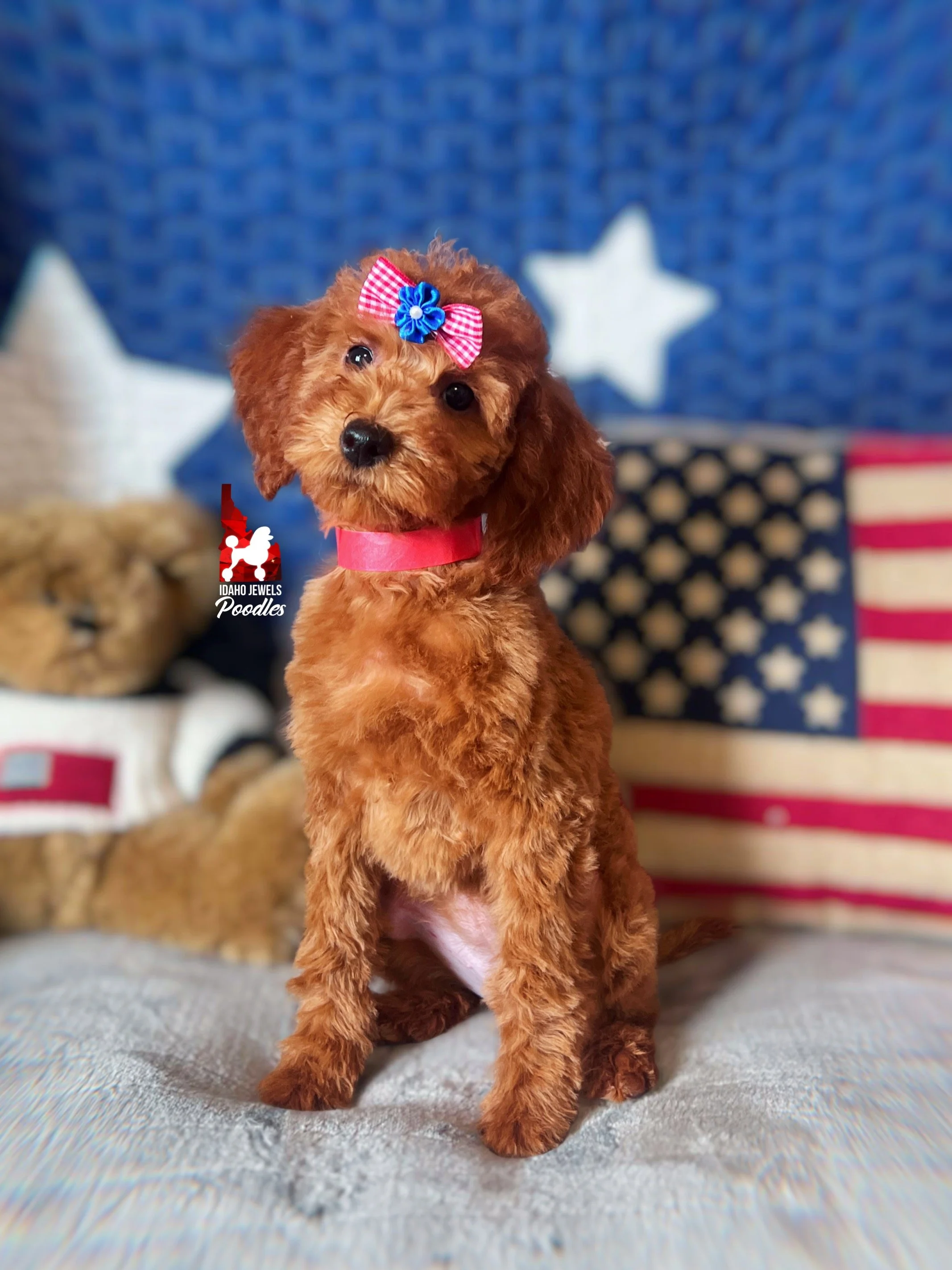 Minnie - 12 wks-2.jpg