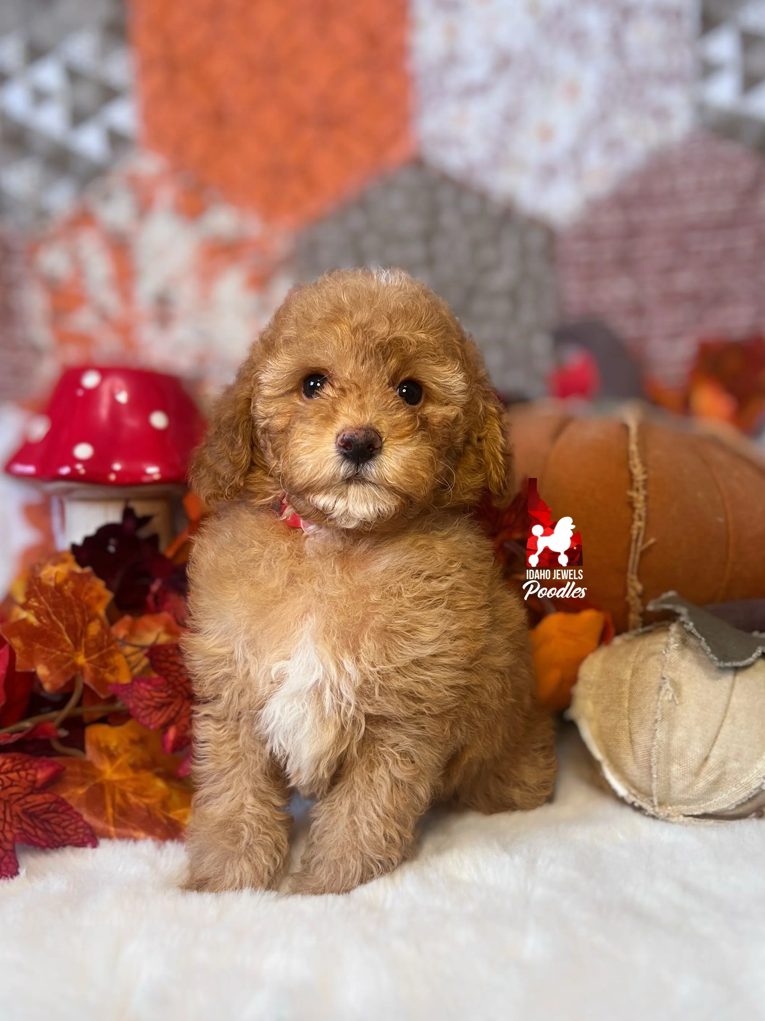 Reese, Red/Apricot w/ White Small Mini Poodle Boy~ Breeder or Pet