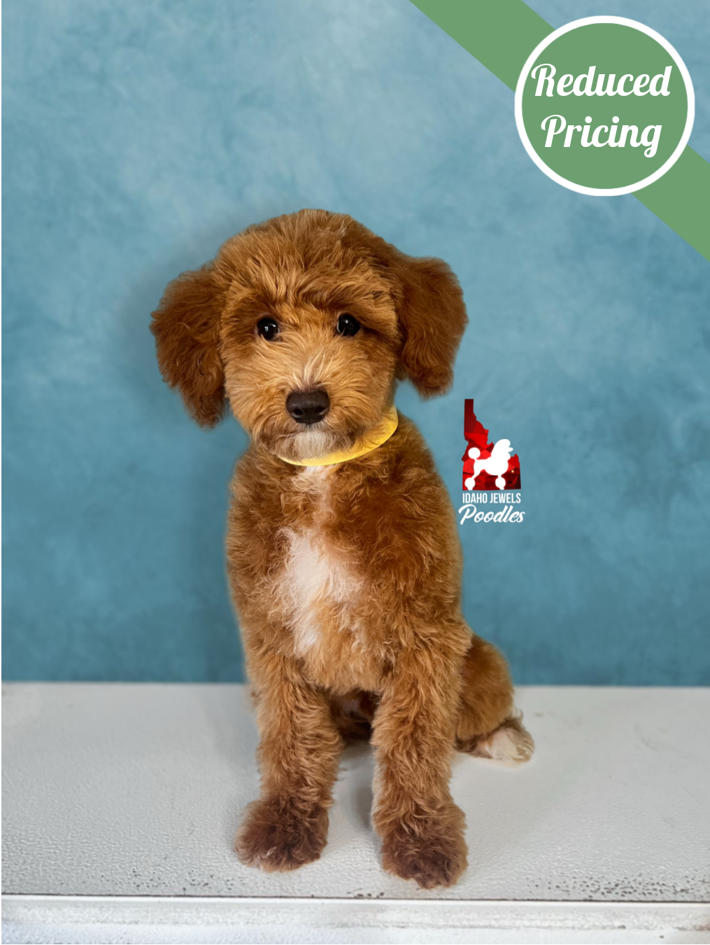 Sunny, Red w/ White Markings Mini Poodle Boy~ Breeder or Pet