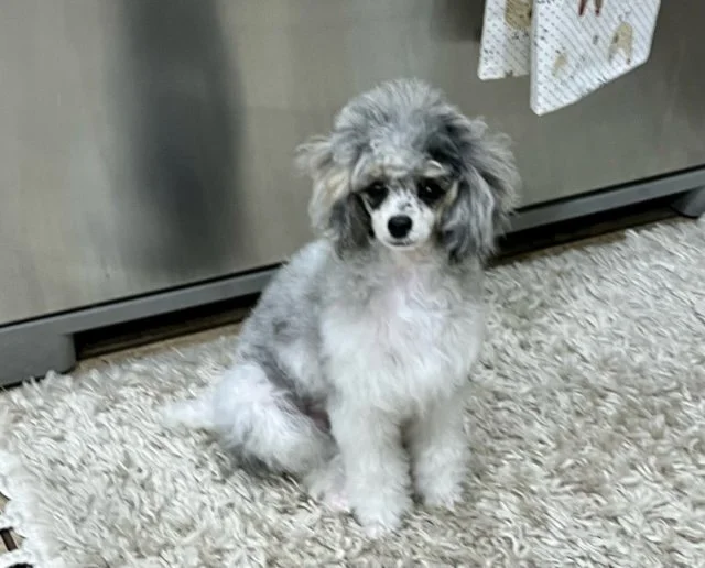 Gabrielle Pegasus W23 Antoinette nka Tazi.jpeg