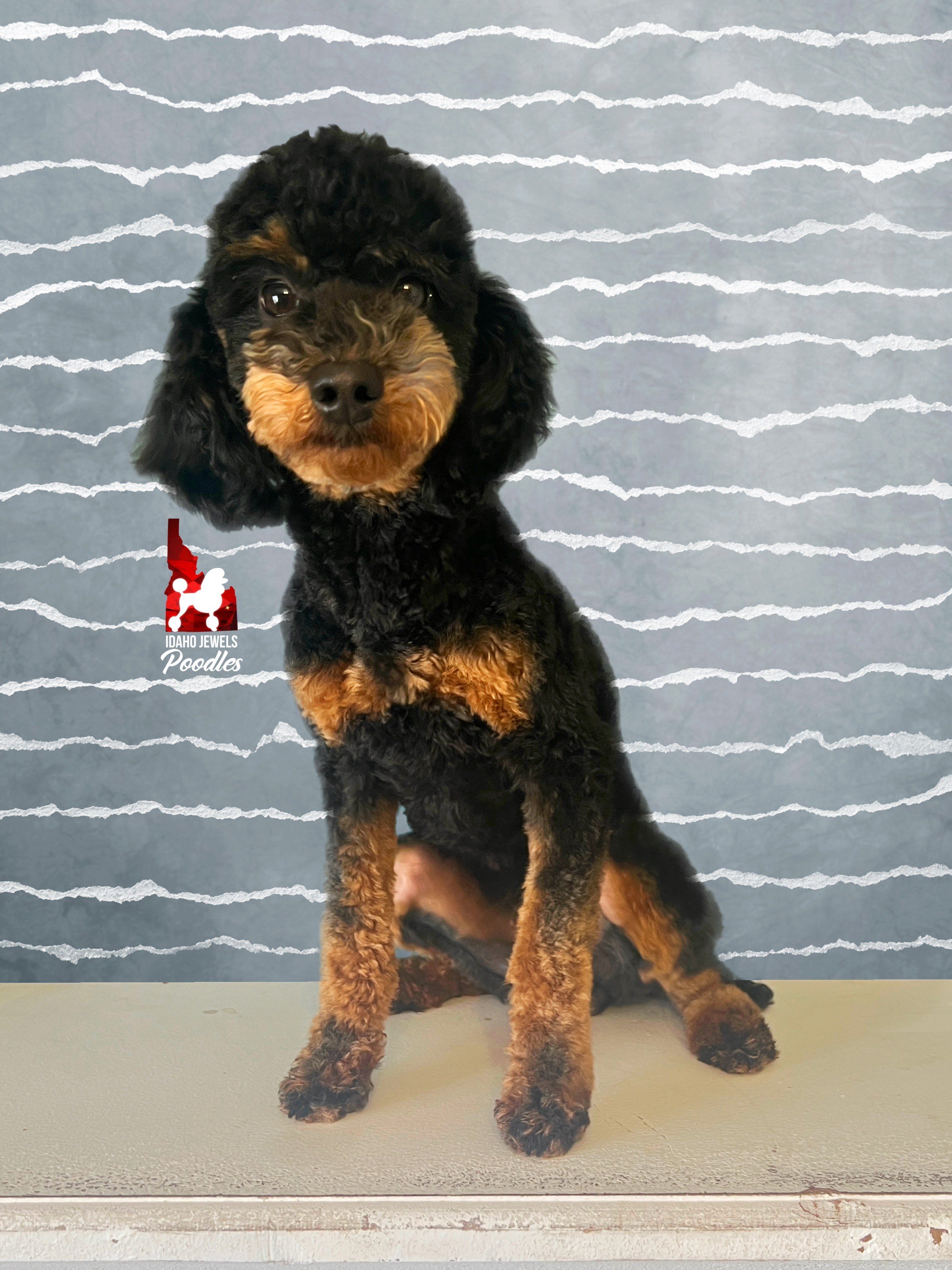 Oxlie - professional (2).jpeg