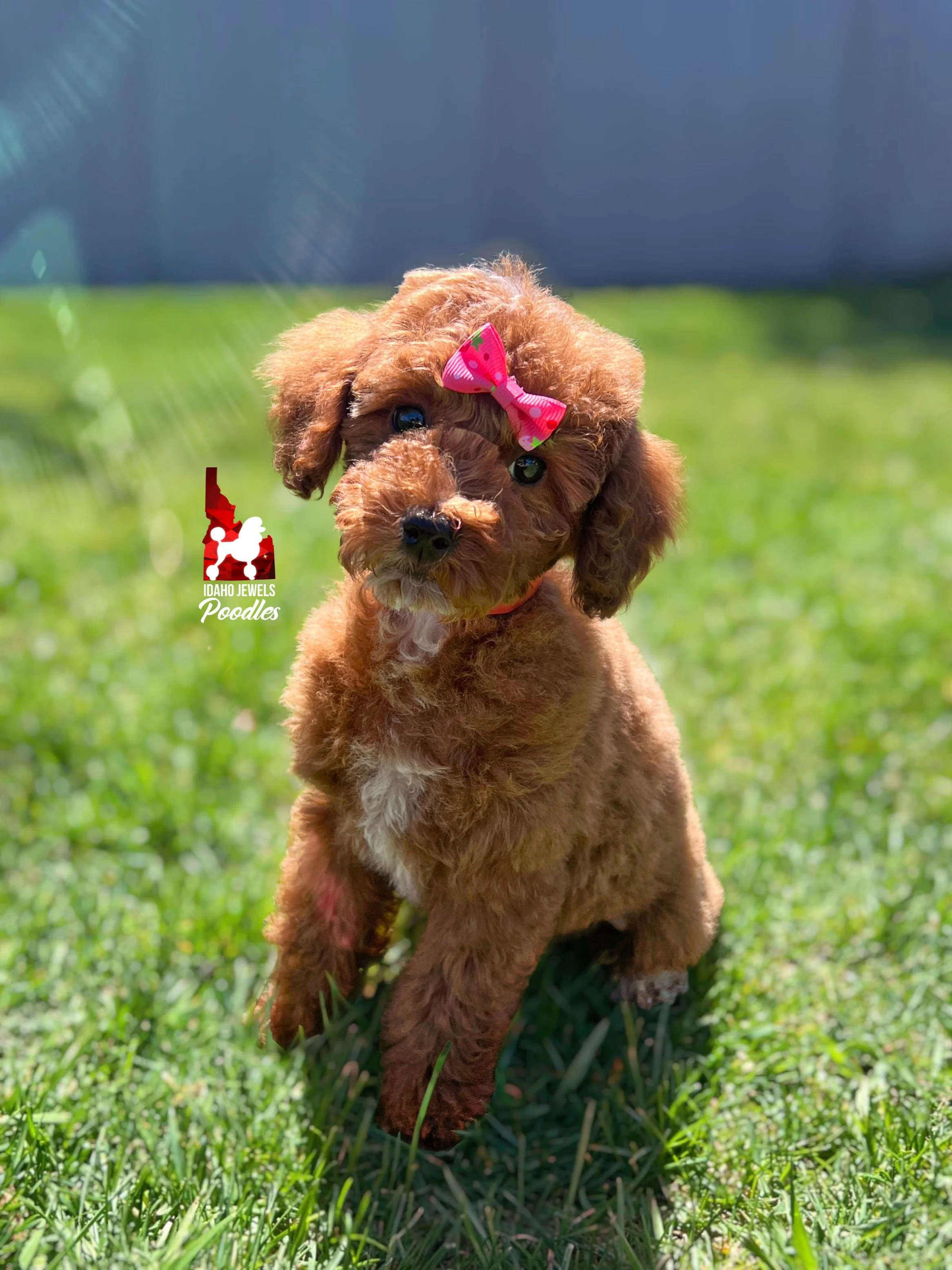Malibu - 12 wks.jpg