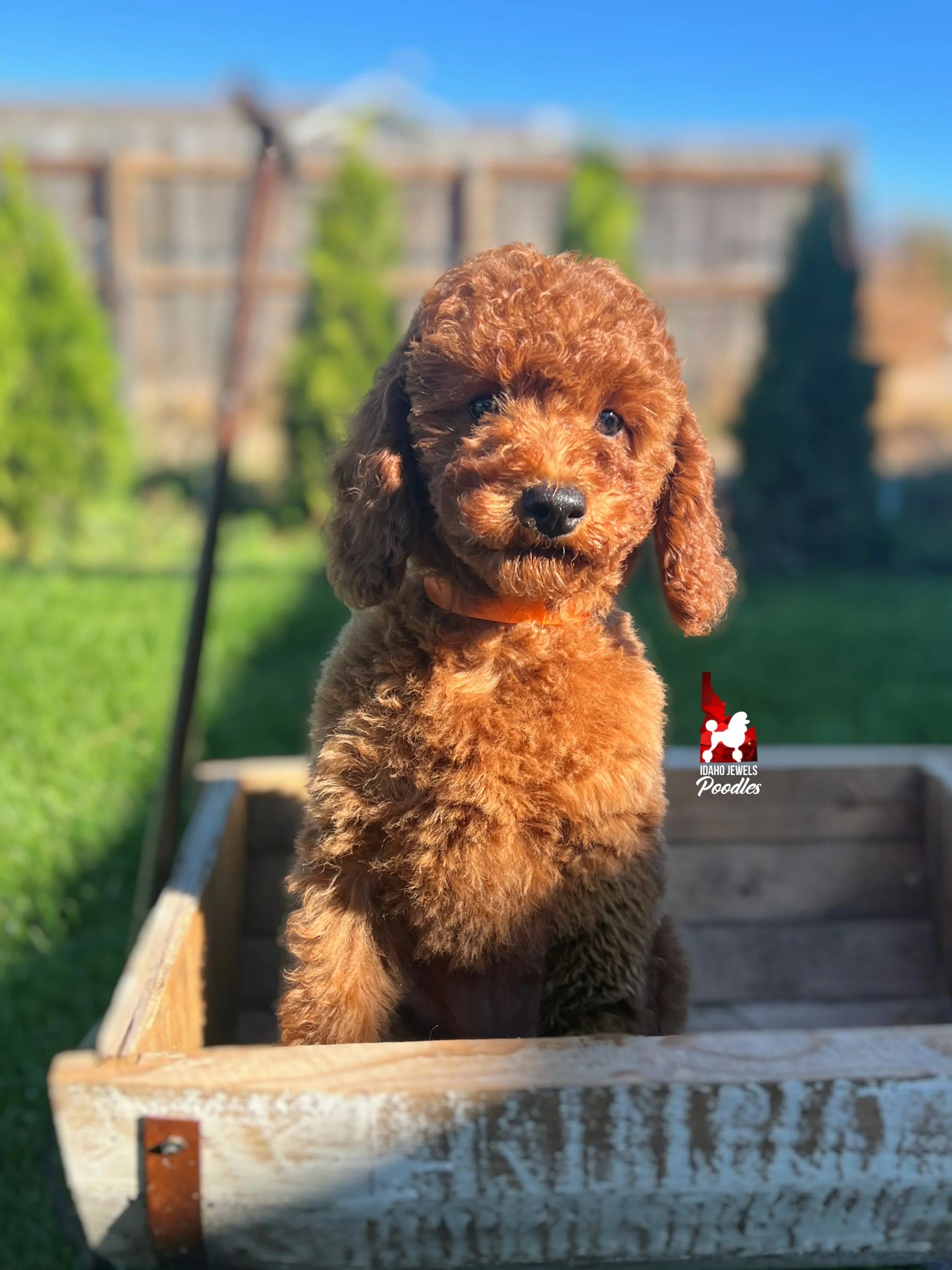 Asha - 12 wks (2).jpeg