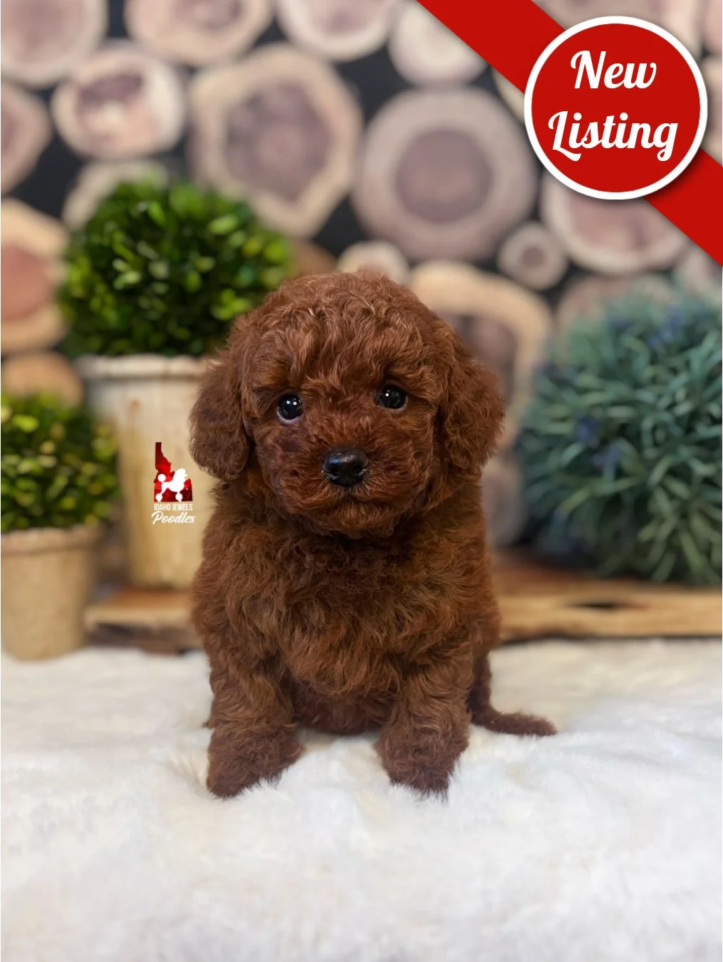 Oak, Dark Red Mini Poodle Boy ~ Breeder or Pet