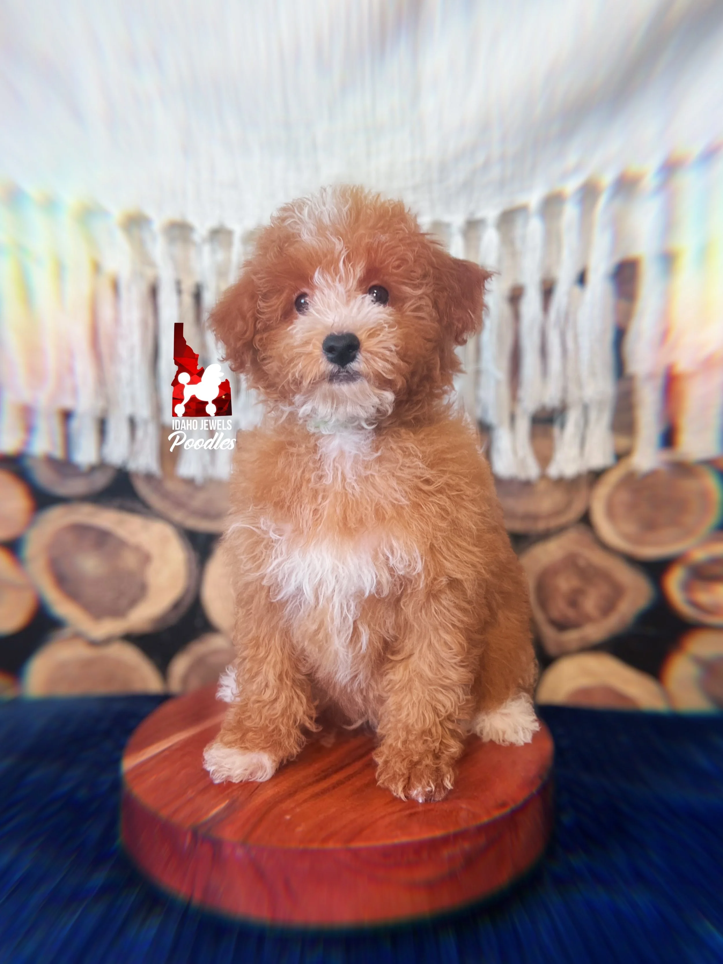 Cruise, Red/Apricot w/ White Mini Poodle Boy~ Pet